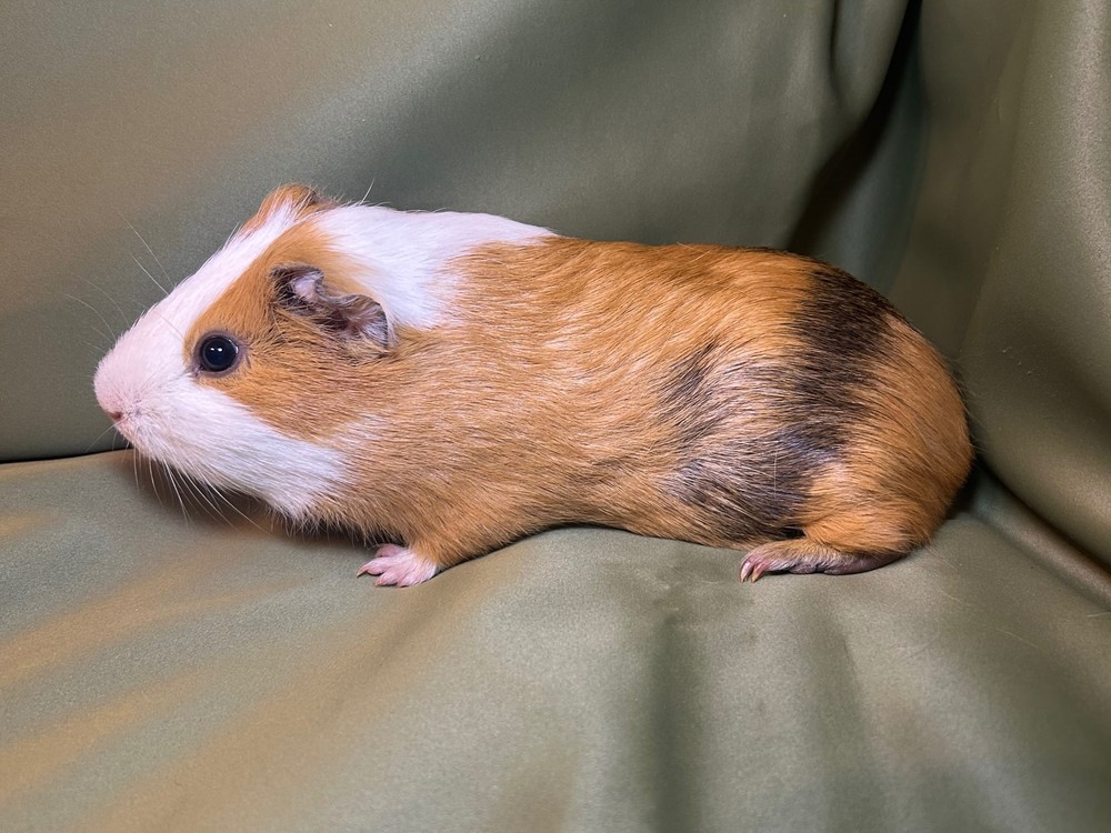 Фон для фотографии свинки по имени Желатин