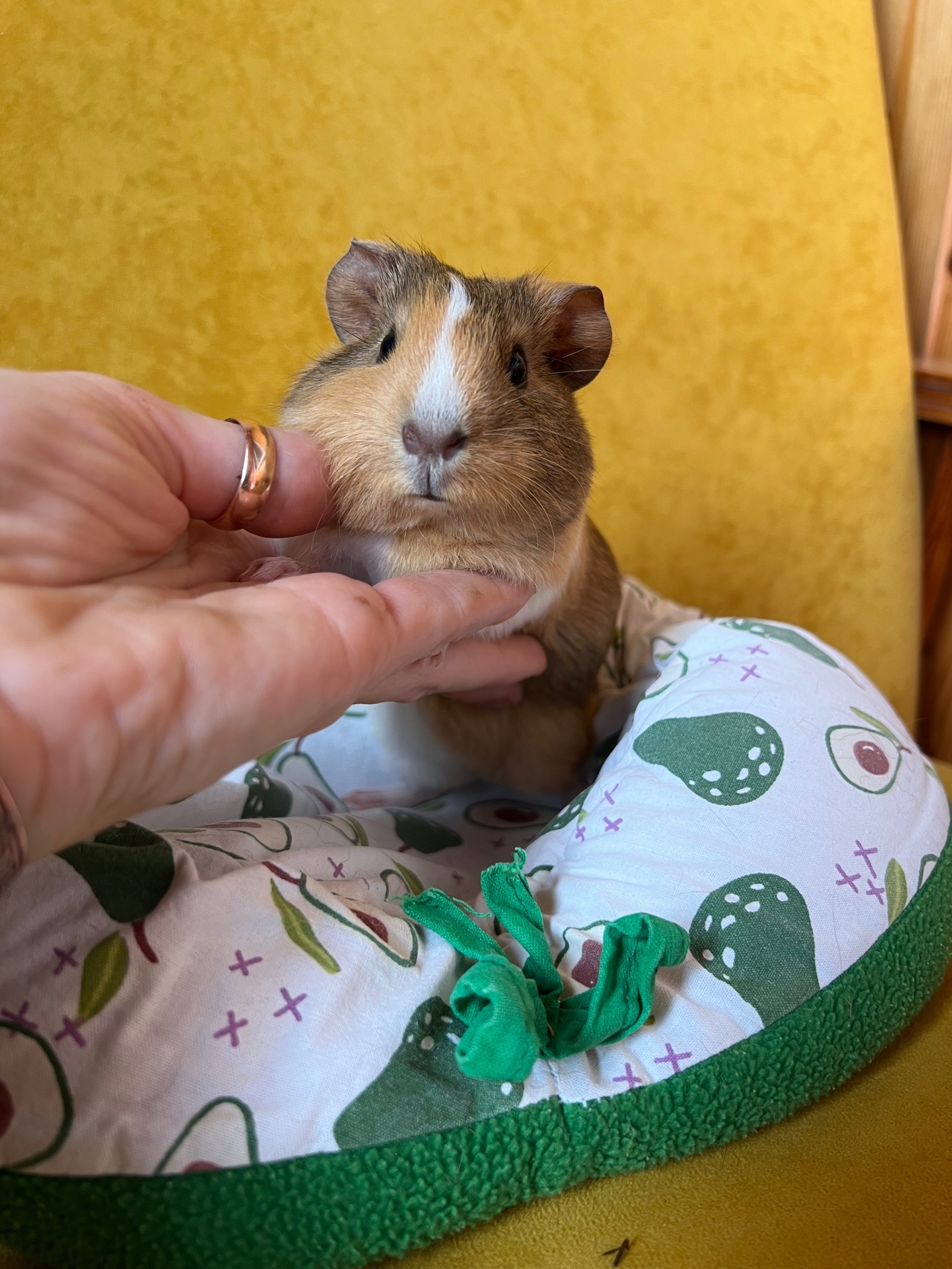 Изображение морской свинки