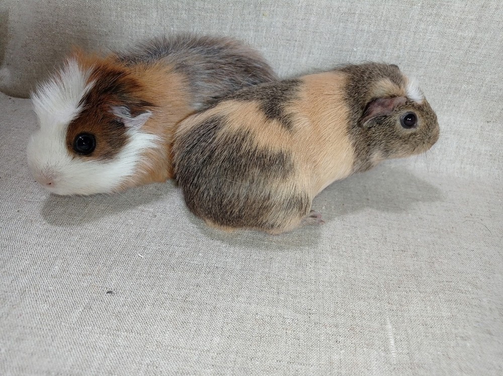 Изображение морской свинки