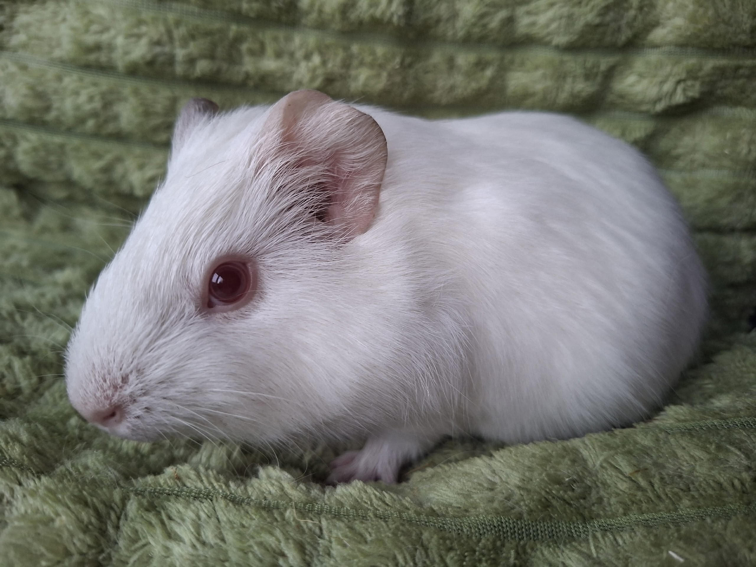 Фон для фотографии свинки по имени Цея