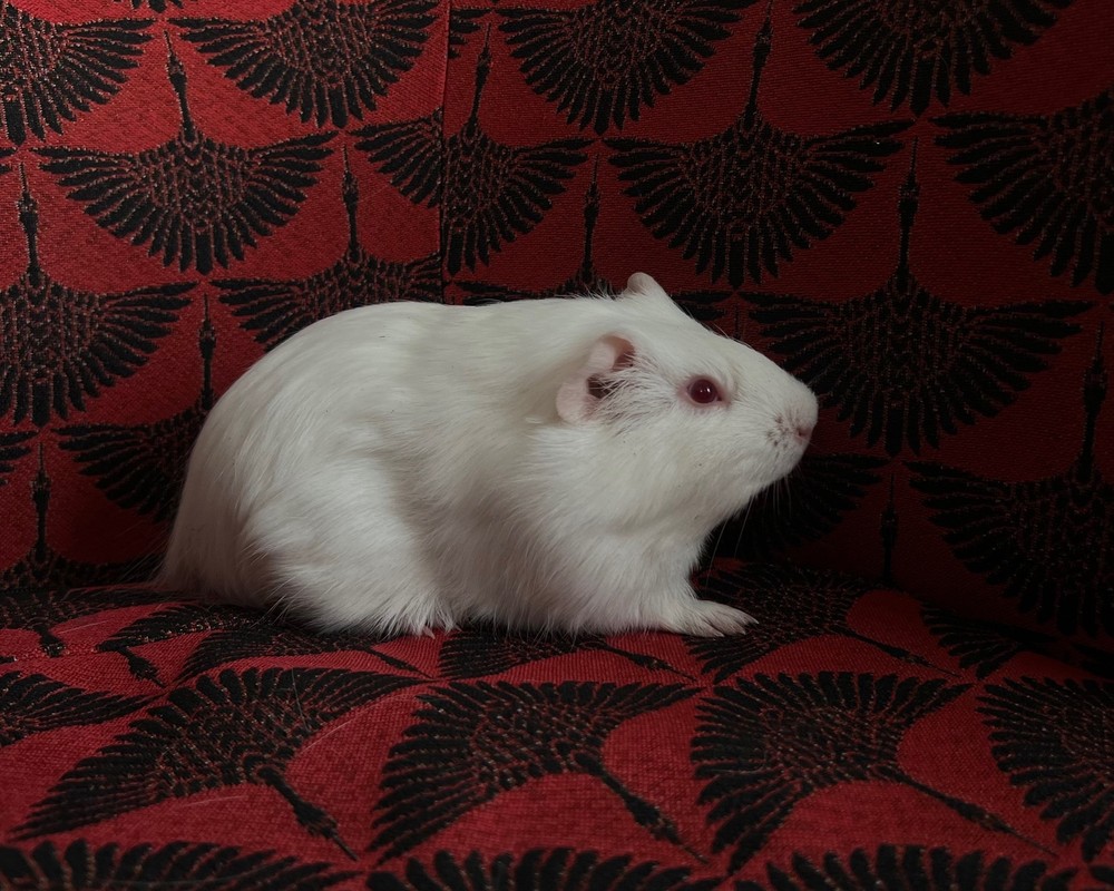 Фотография морской свинки по имени Цербер