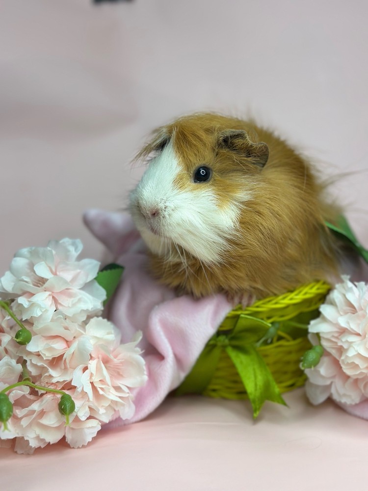 Фотография морской свинки по имени Зельма