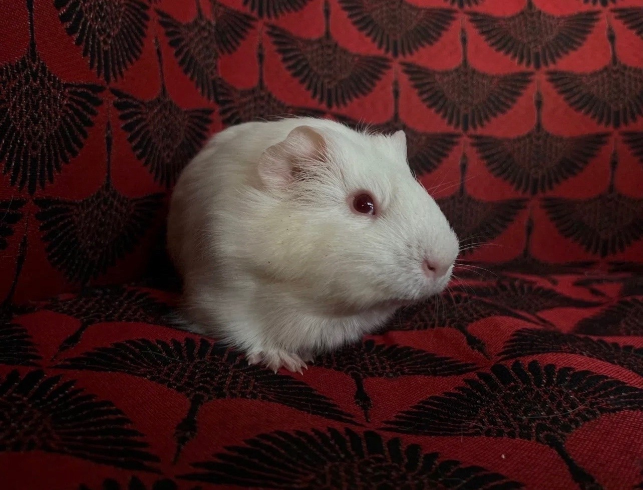 Изображение морской свинки