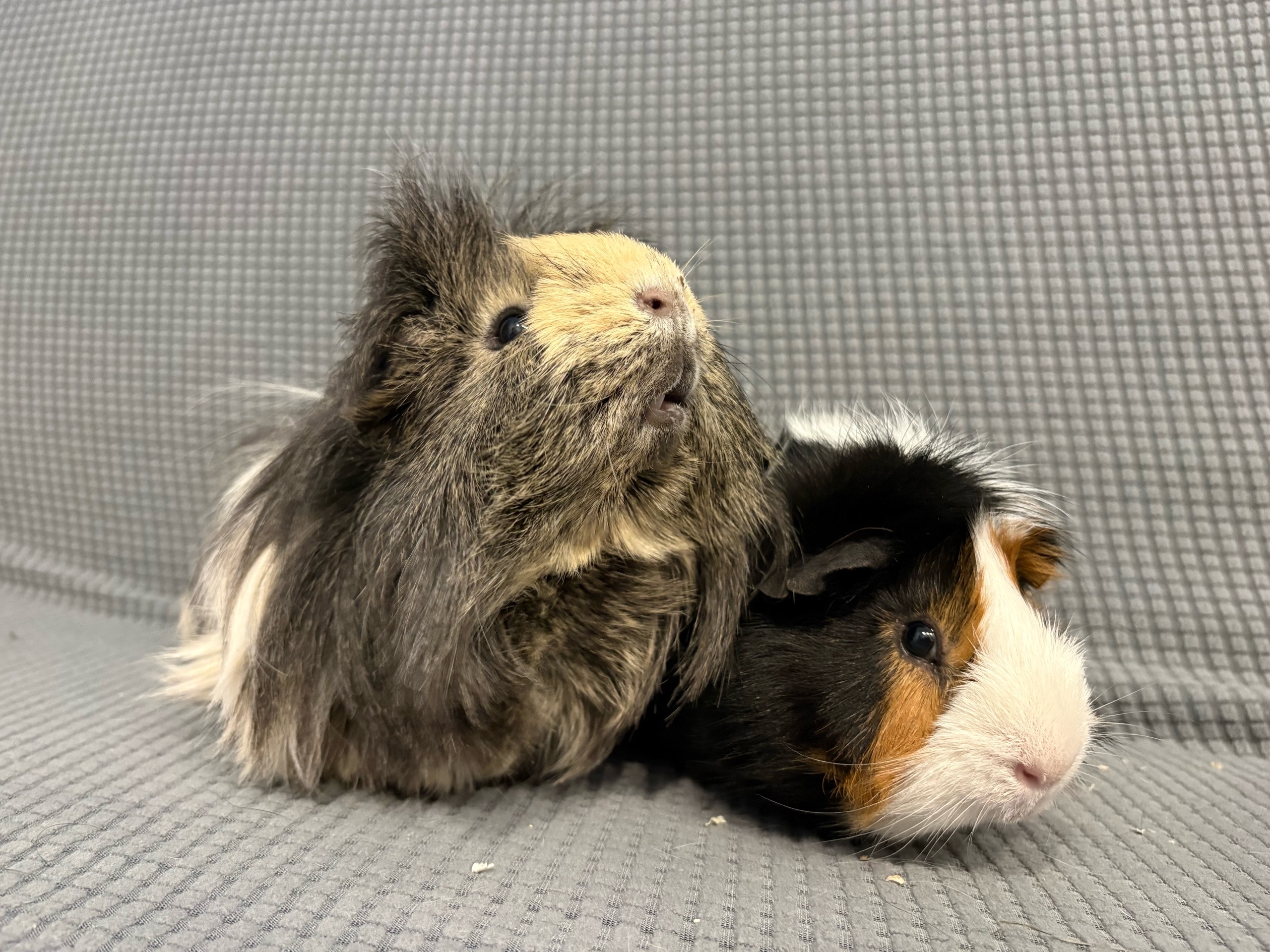 Изображение морской свинки