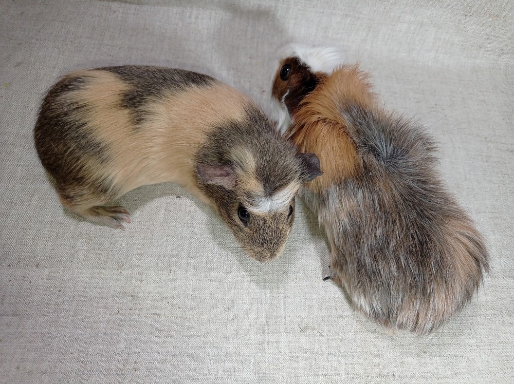 Изображение морской свинки