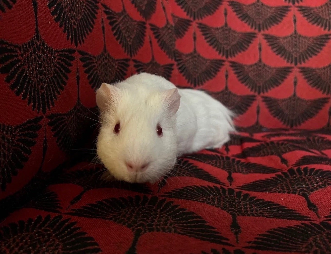 Изображение морской свинки