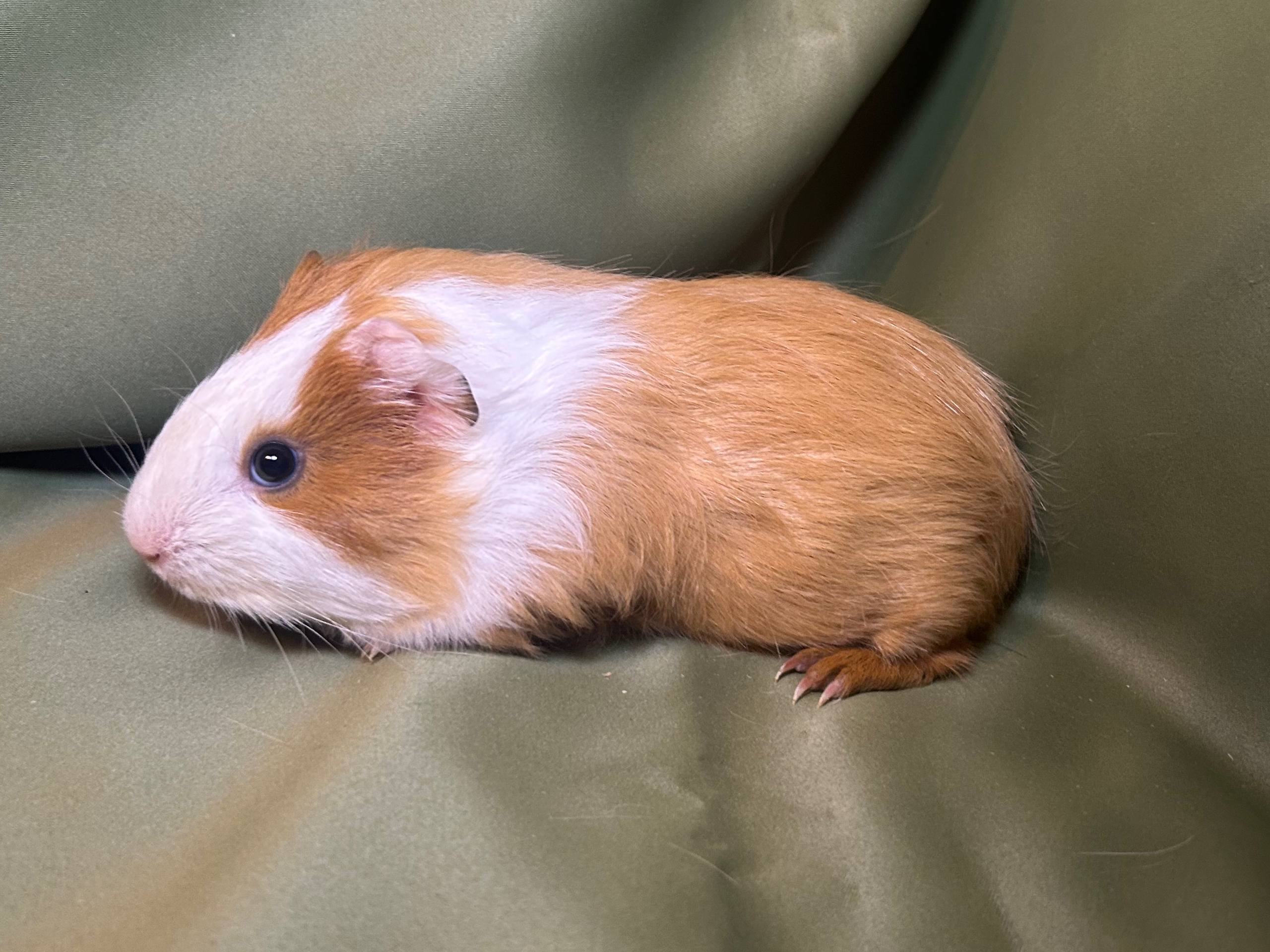 Изображение морской свинки