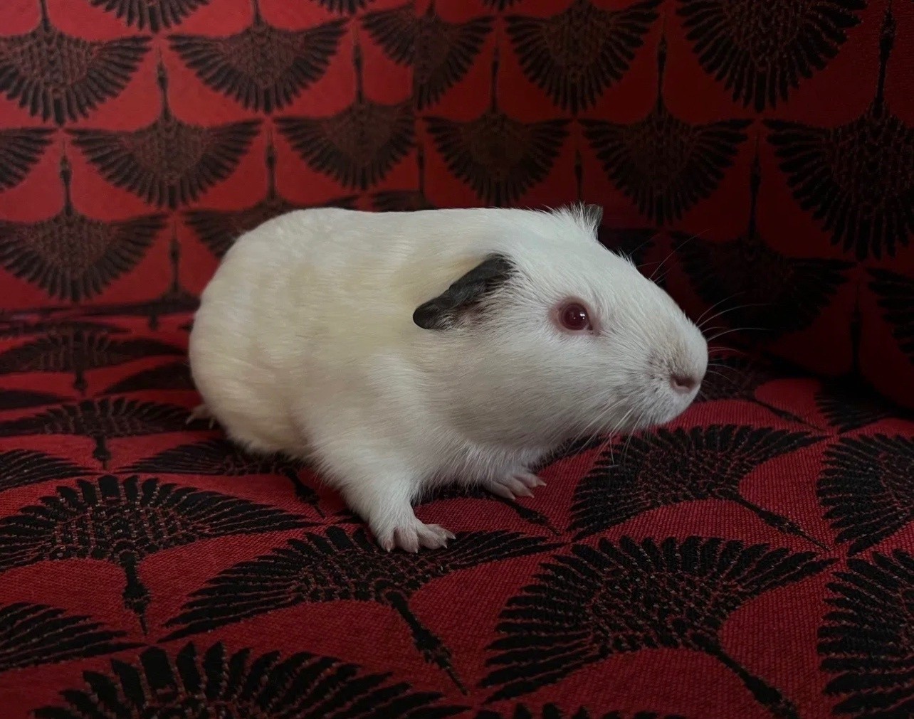 Изображение морской свинки