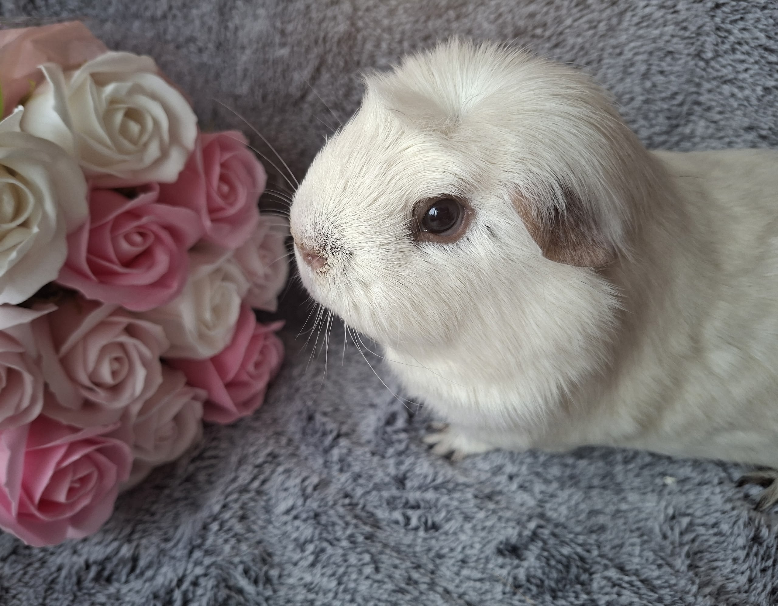 Изображение морской свинки