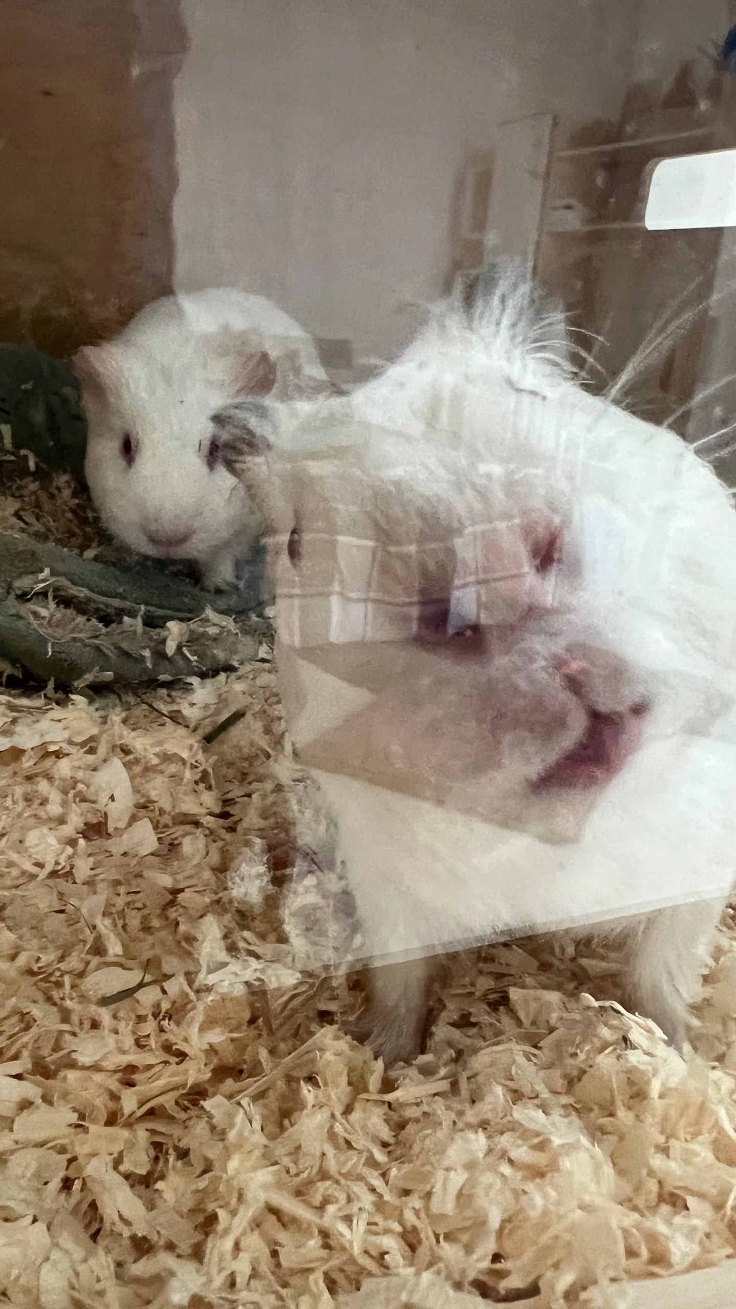 Изображение морской свинки