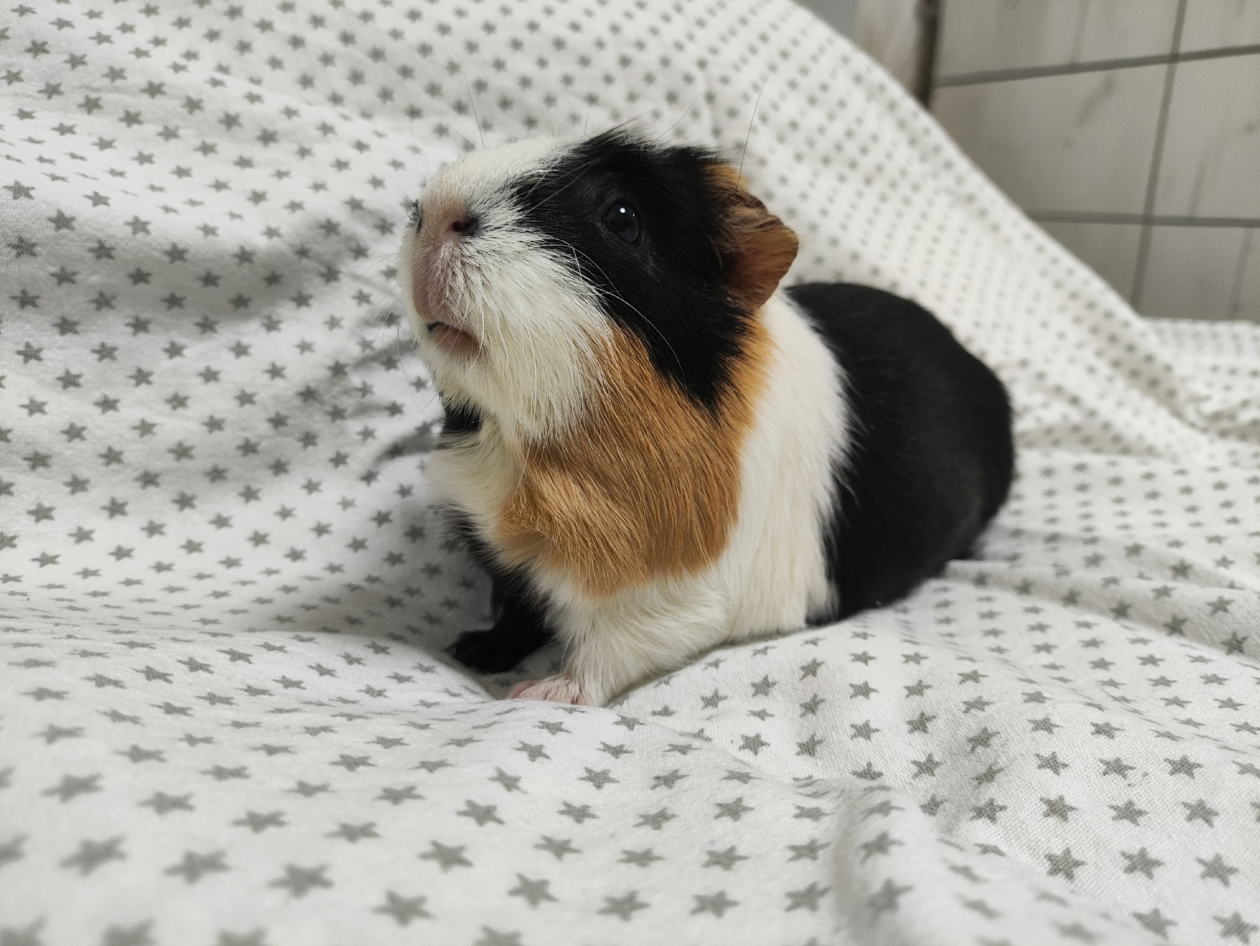 Фон для фотографии свинки по имени Яблоня