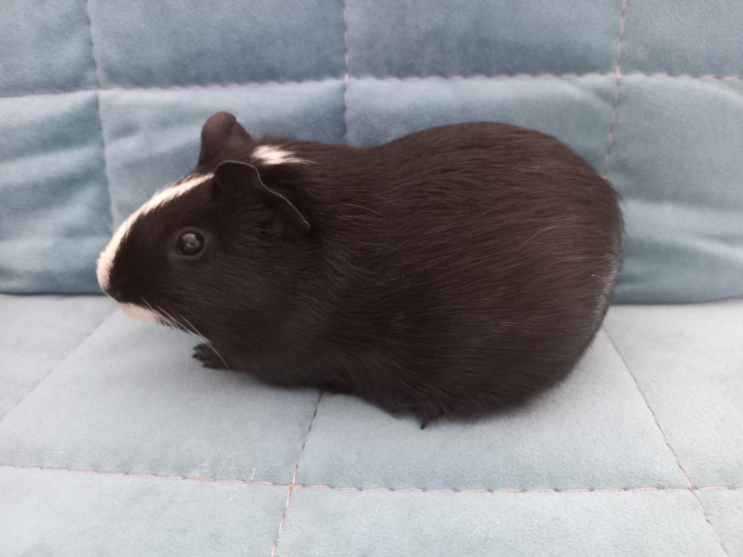 Фон для фотографии свинки по имени Каир