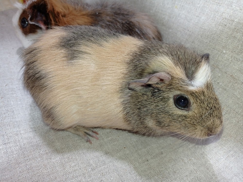 Фон для фотографии свинки по имени Шанежка