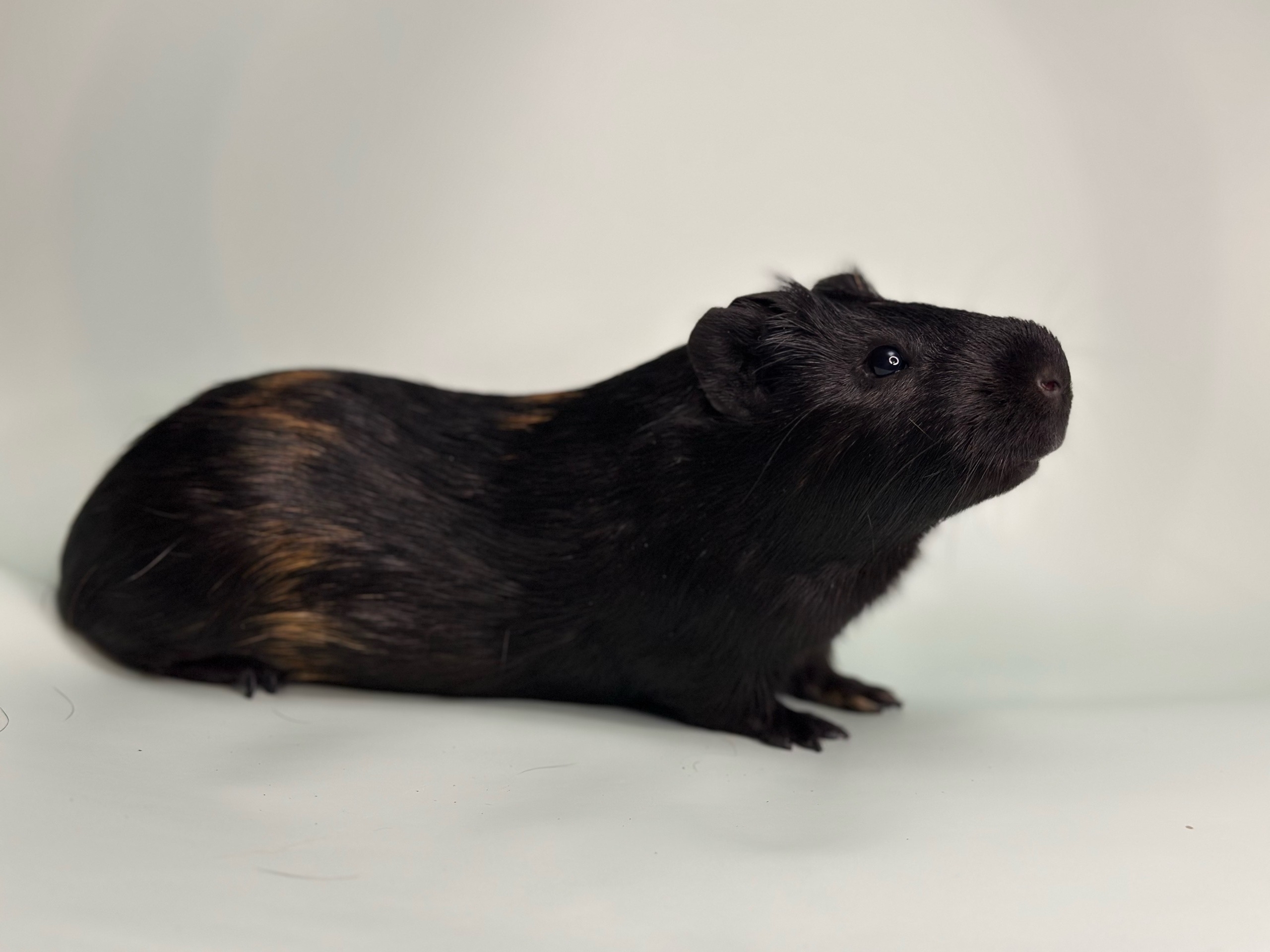 Изображение морской свинки