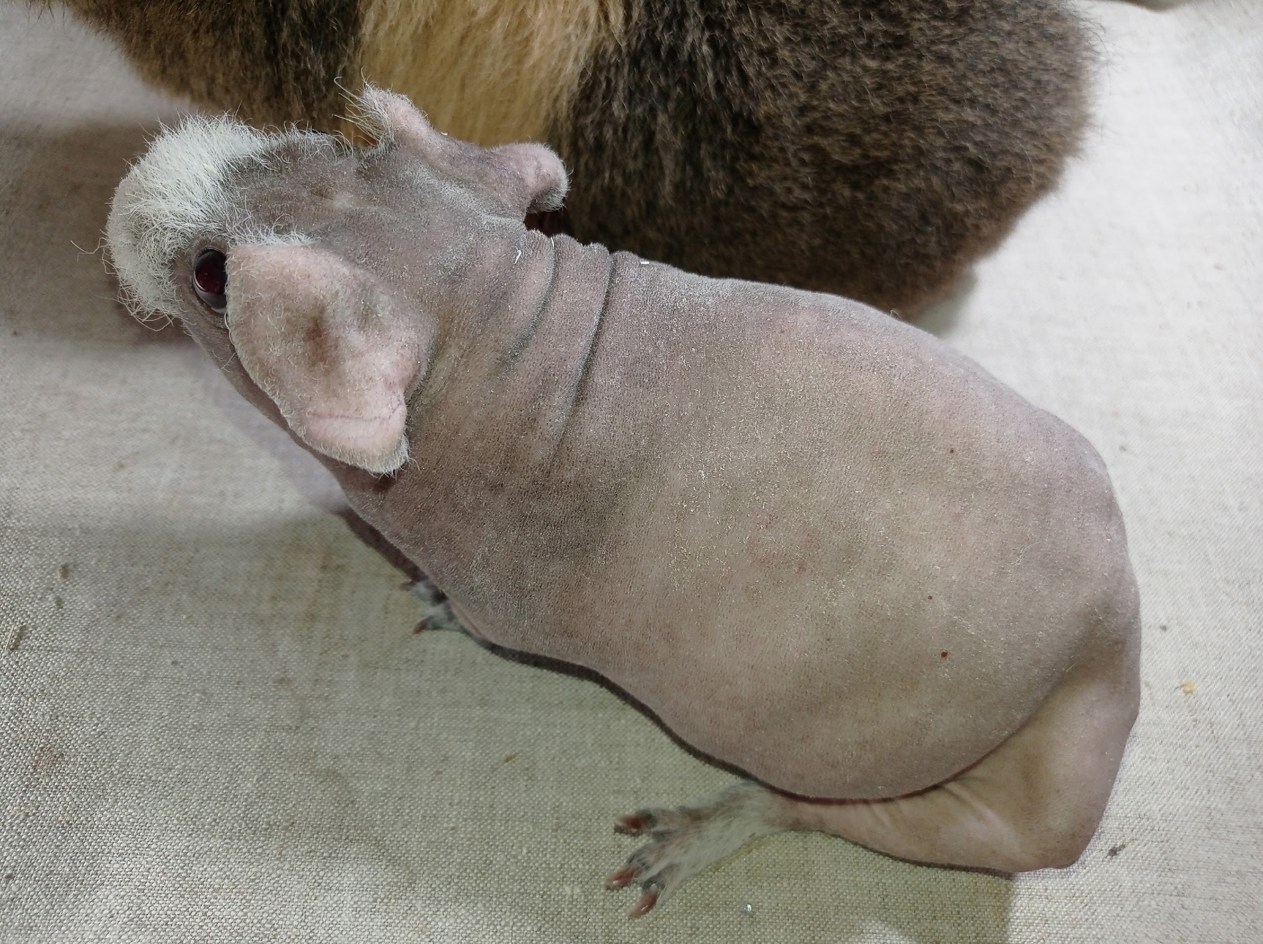 Изображение морской свинки