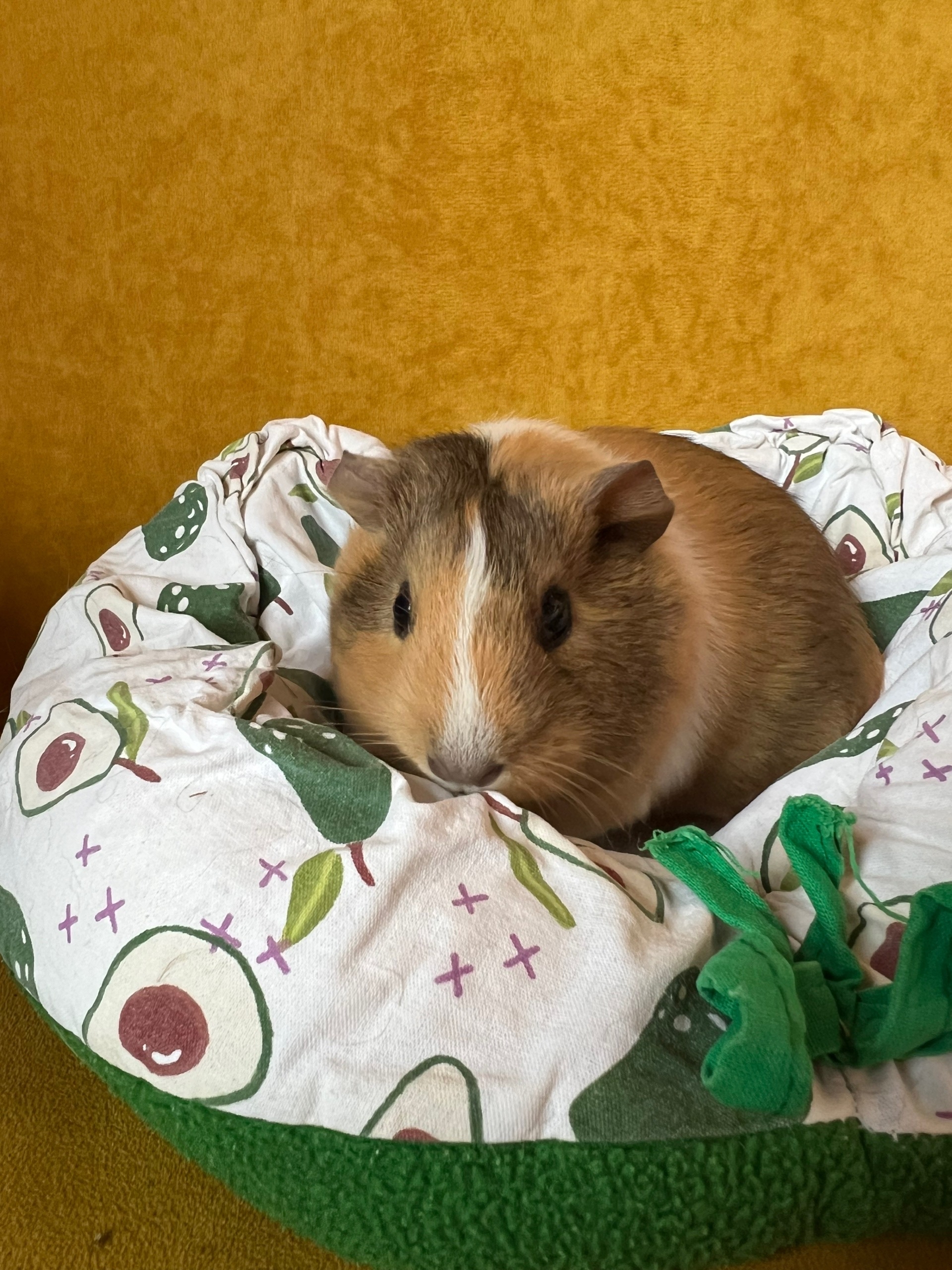 Изображение морской свинки