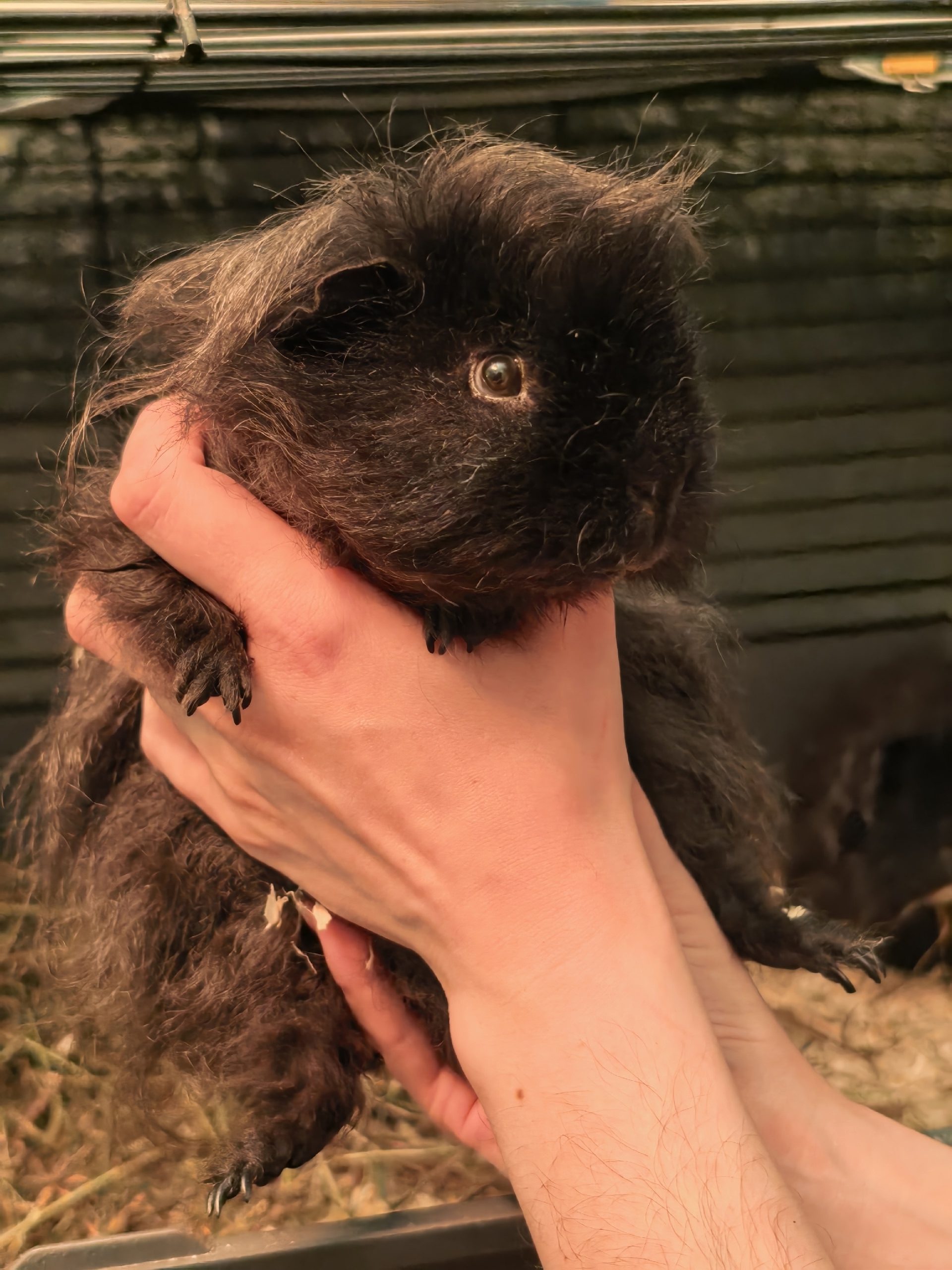 Фотография морской свинки по имени Тартюф