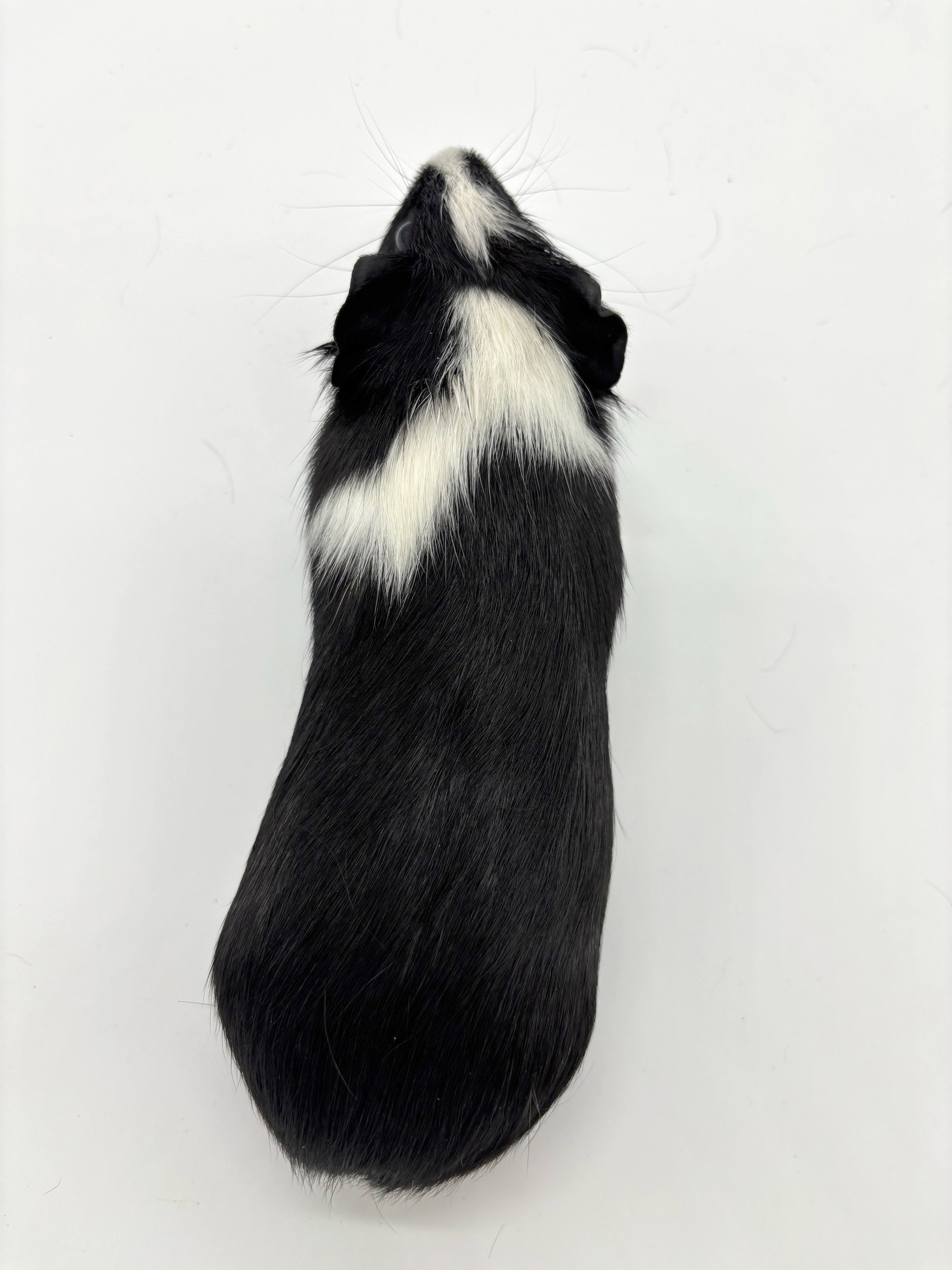 Изображение морской свинки