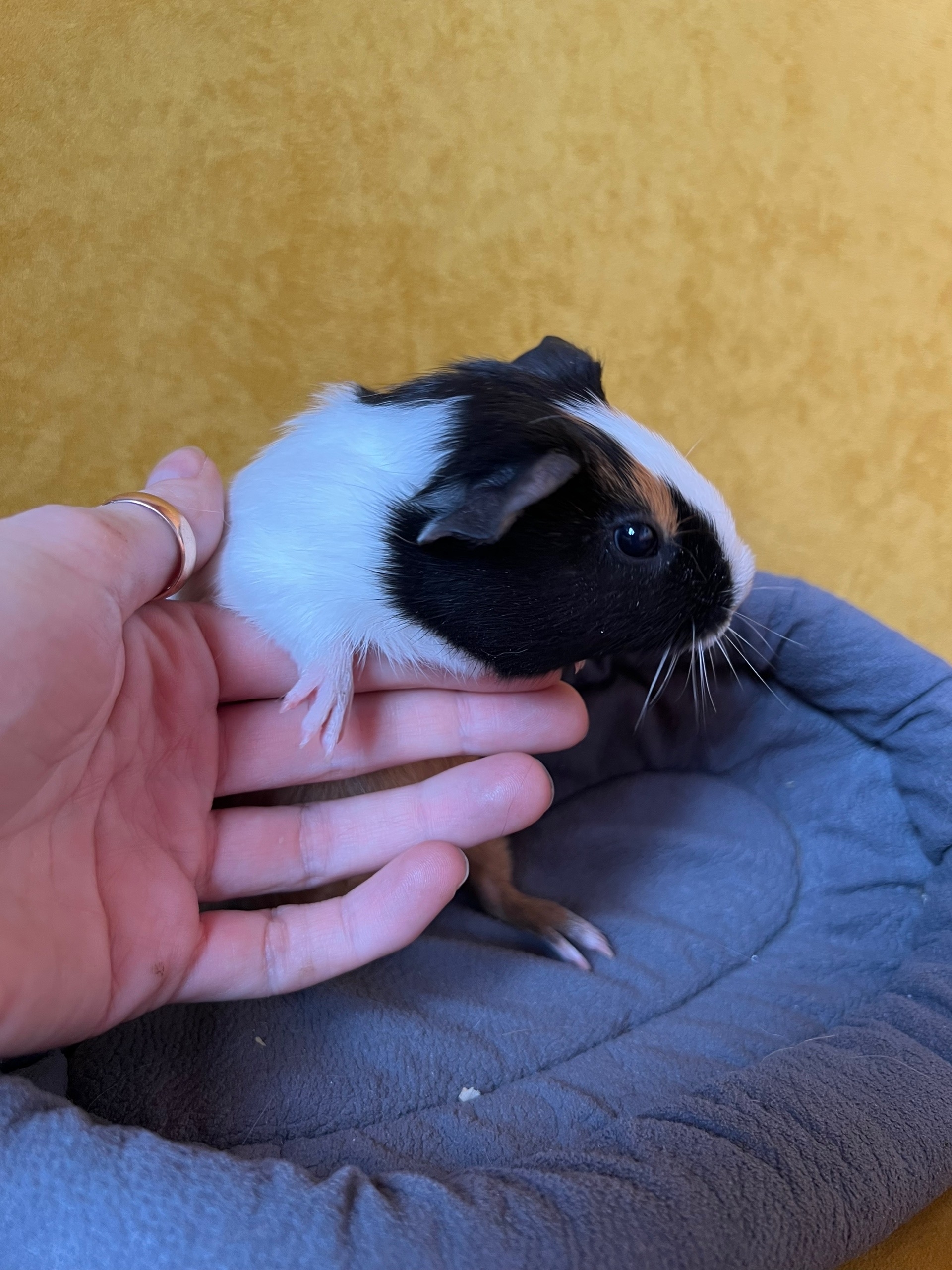 Изображение морской свинки