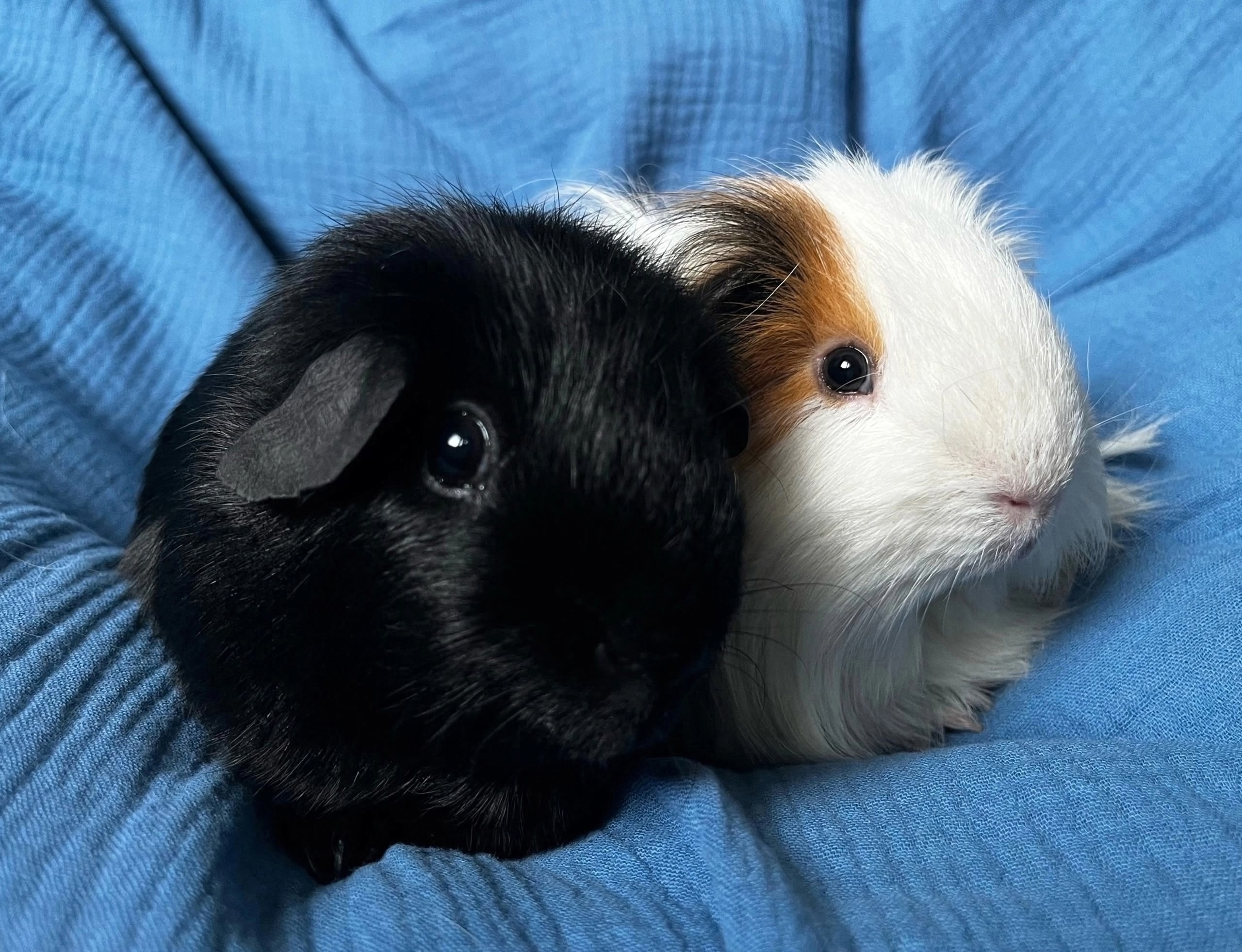 Изображение морской свинки