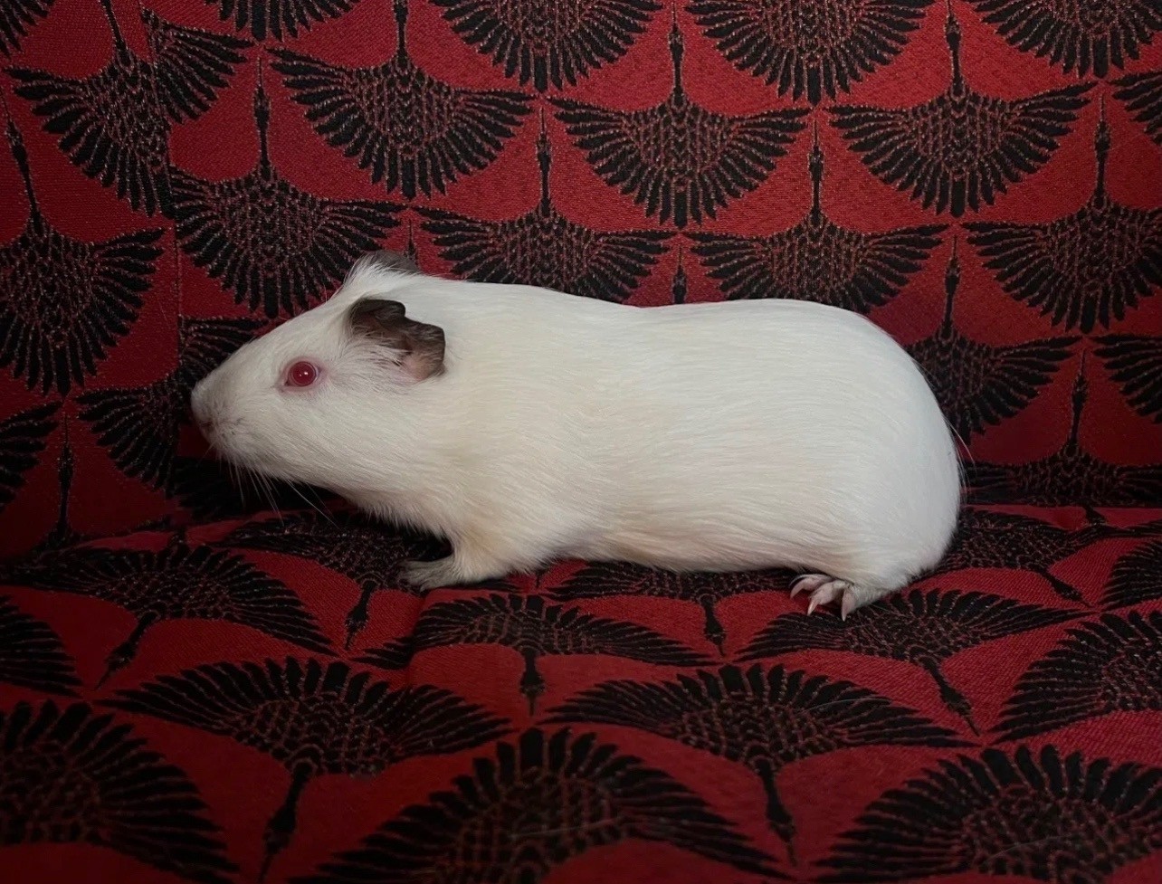 Изображение морской свинки