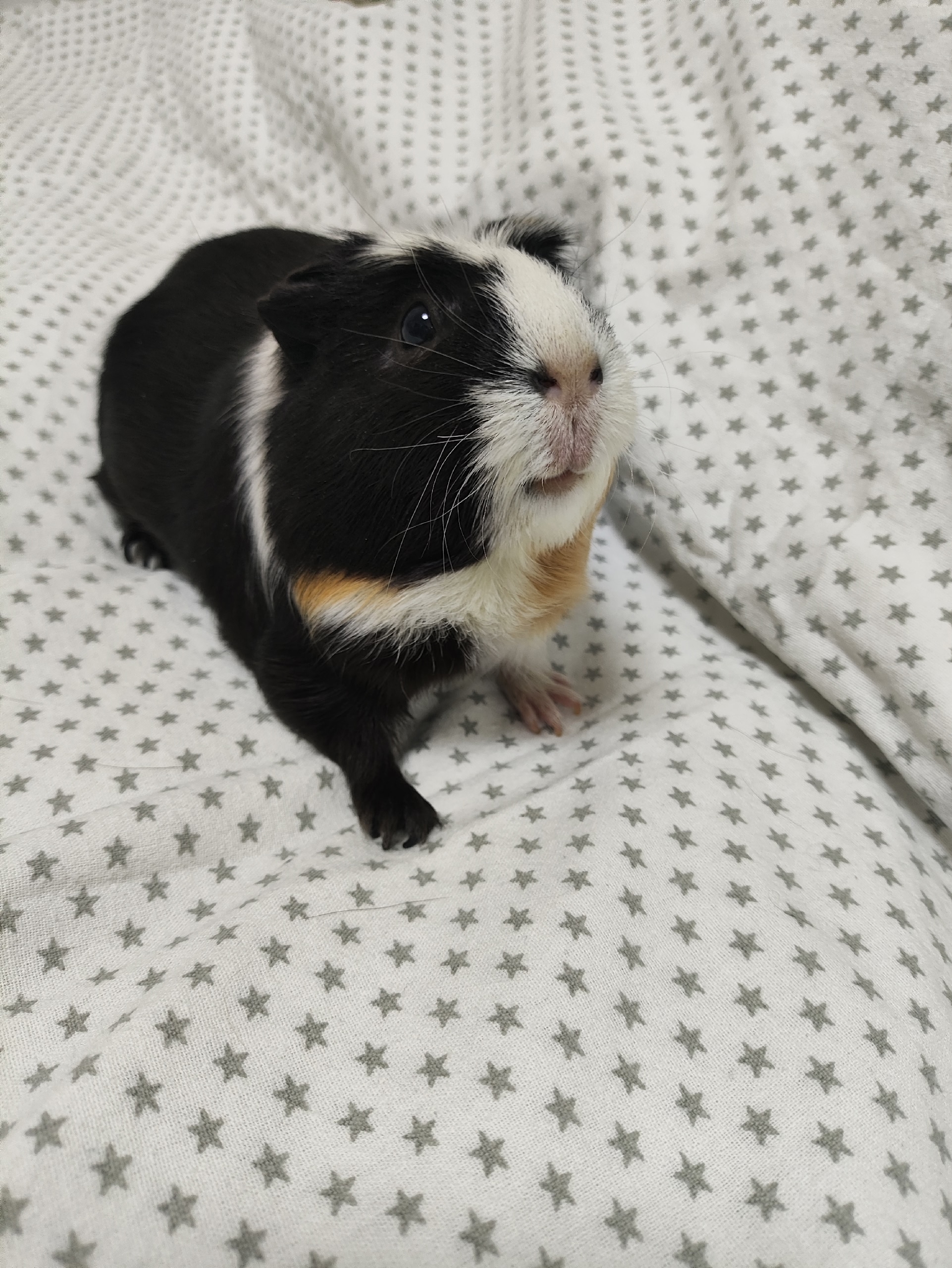 Изображение морской свинки