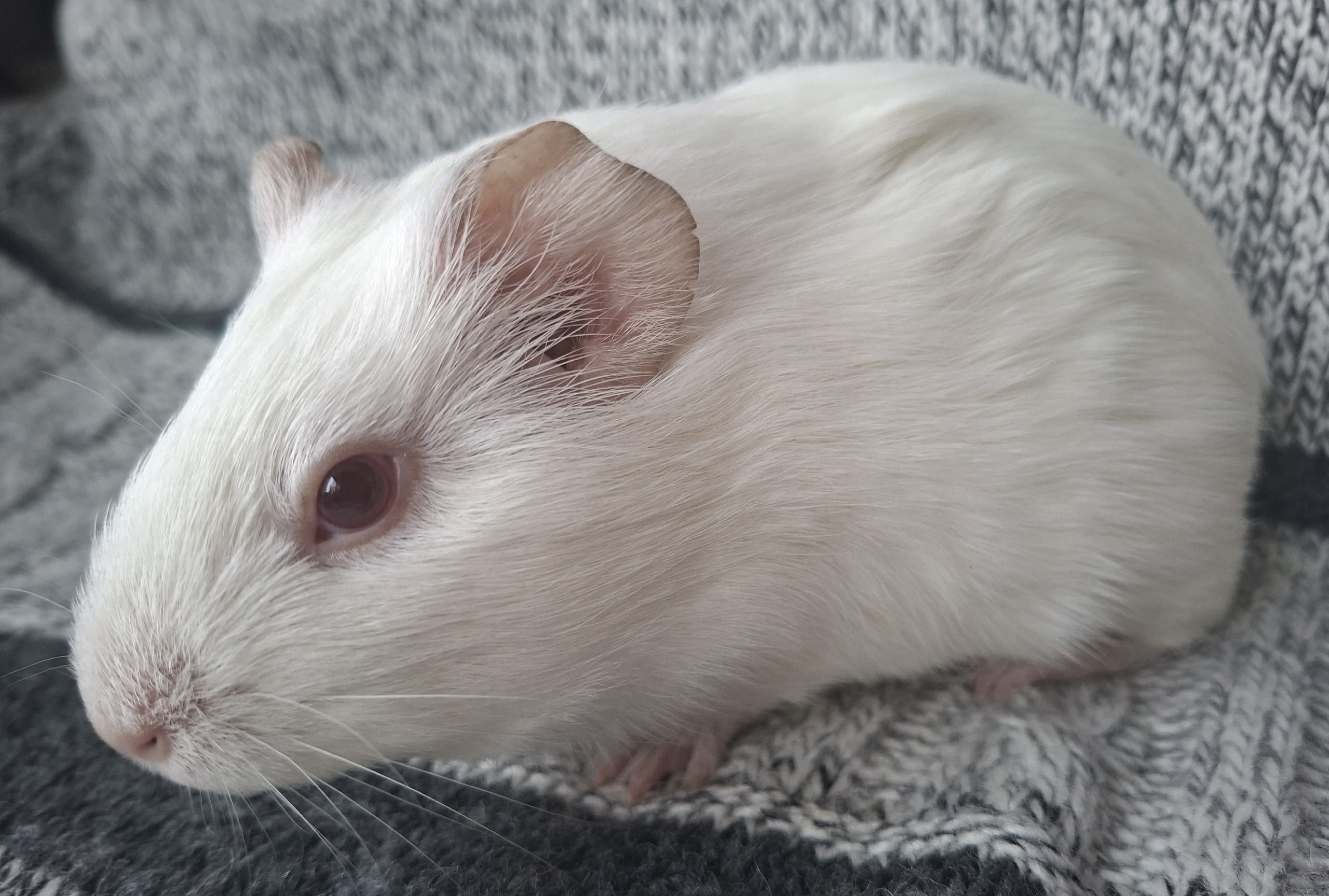 Изображение морской свинки