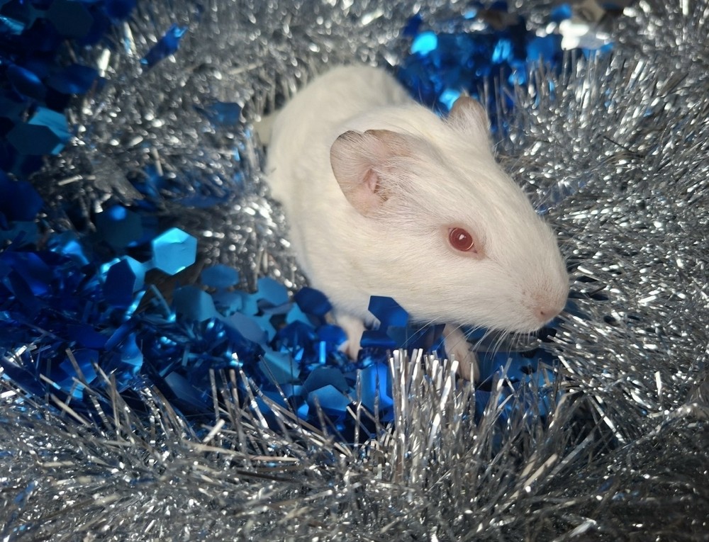 Изображение морской свинки