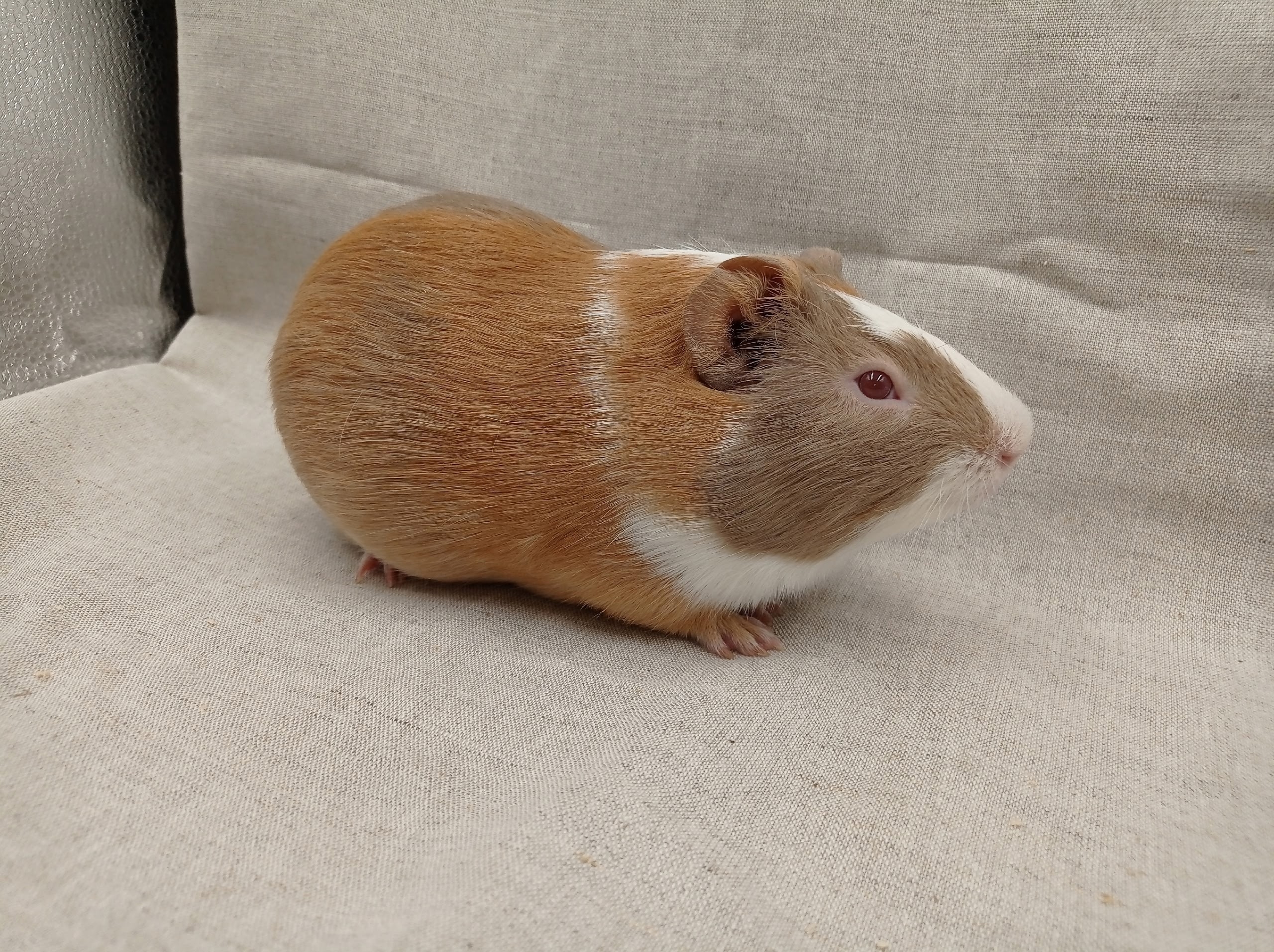 Фотография морской свинки по имени Енисей