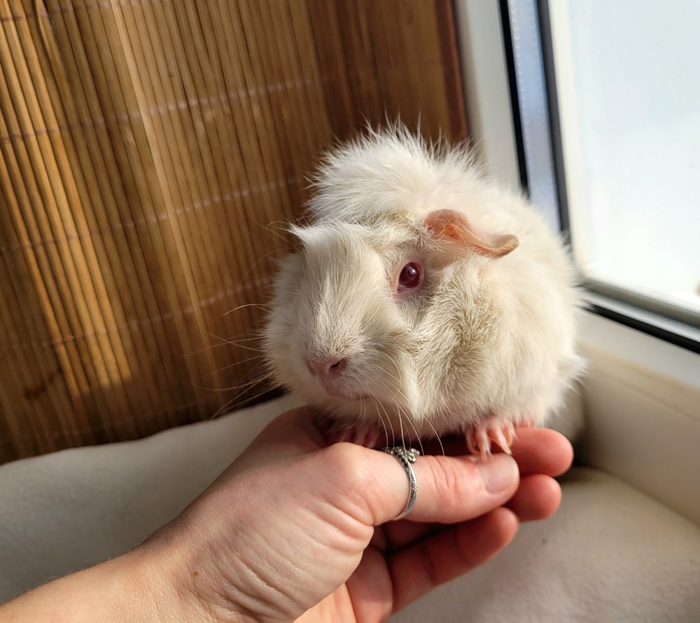 Фон для фотографии свинки по имени Юрта