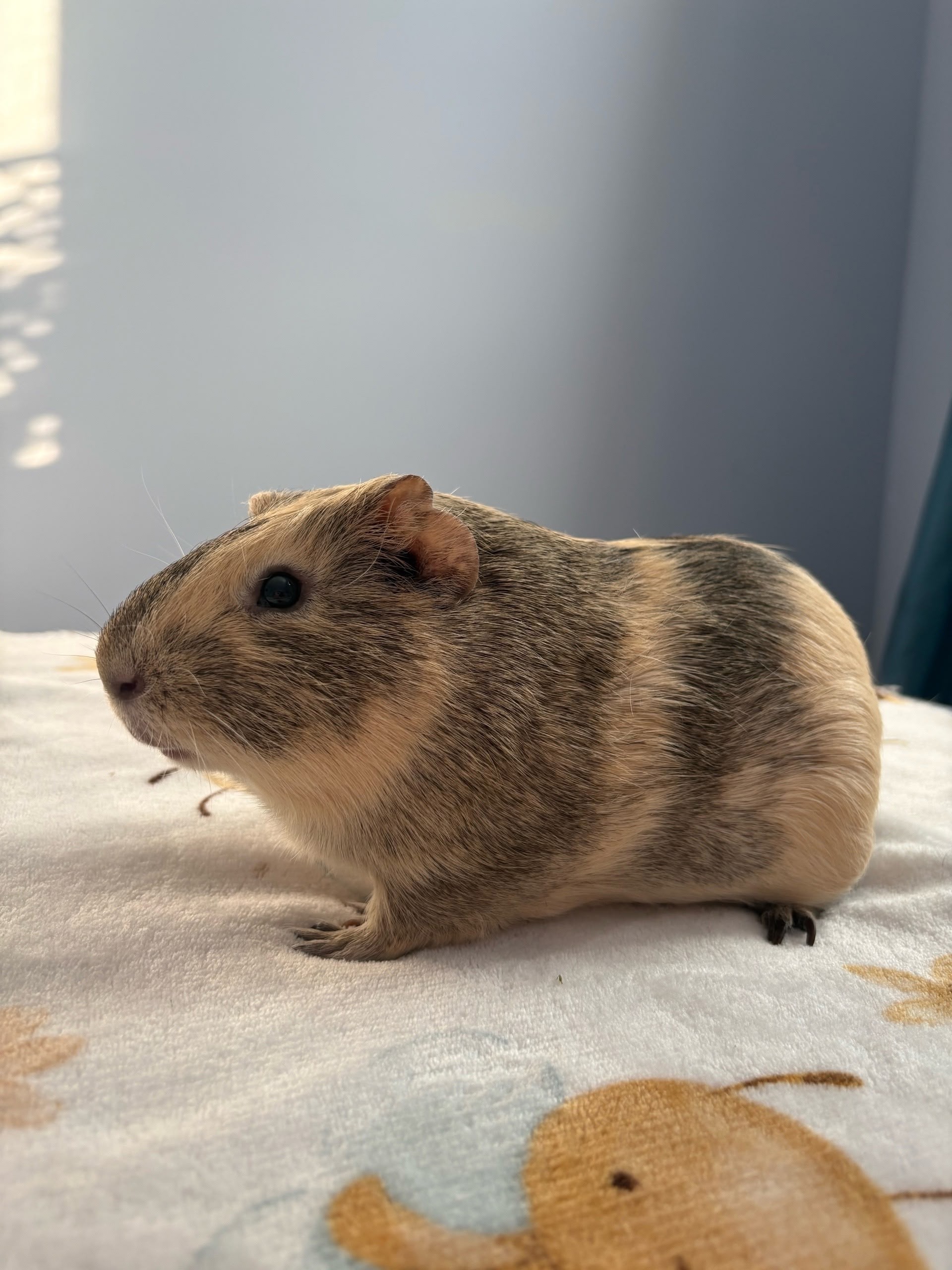 Изображение морской свинки