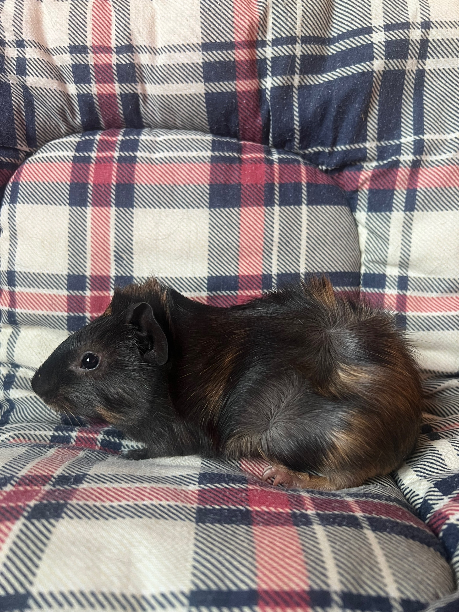 Изображение морской свинки