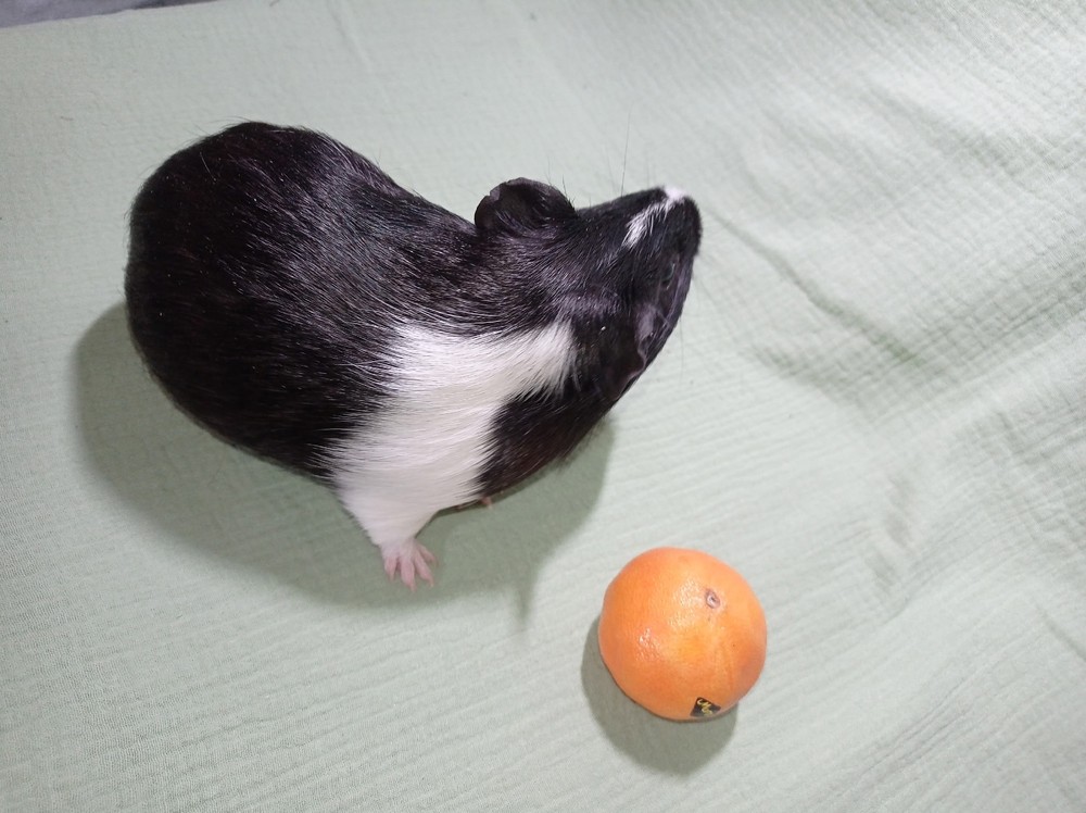 Изображение морской свинки