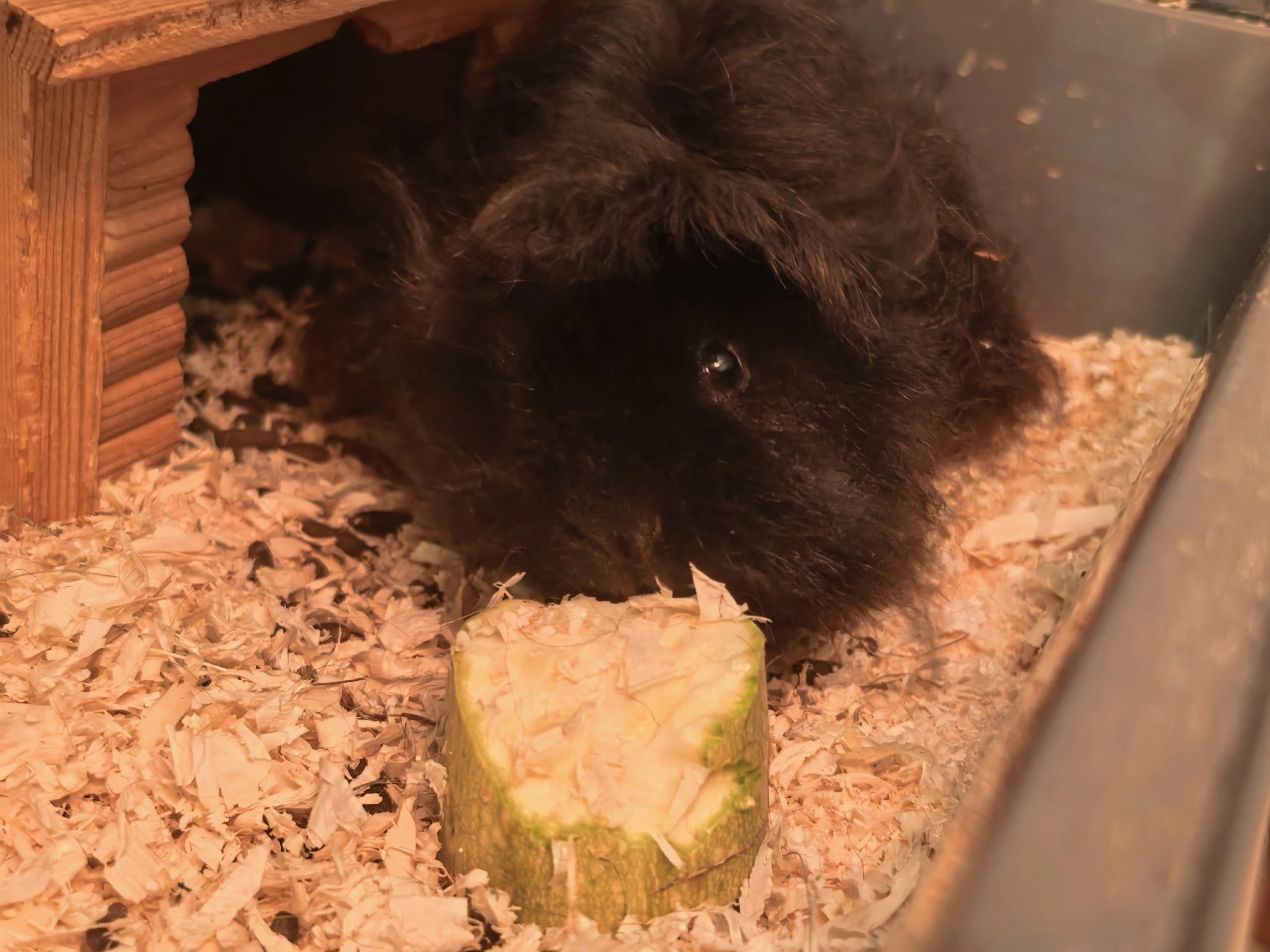 Изображение морской свинки