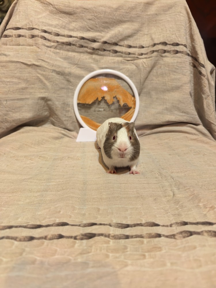 Изображение морской свинки