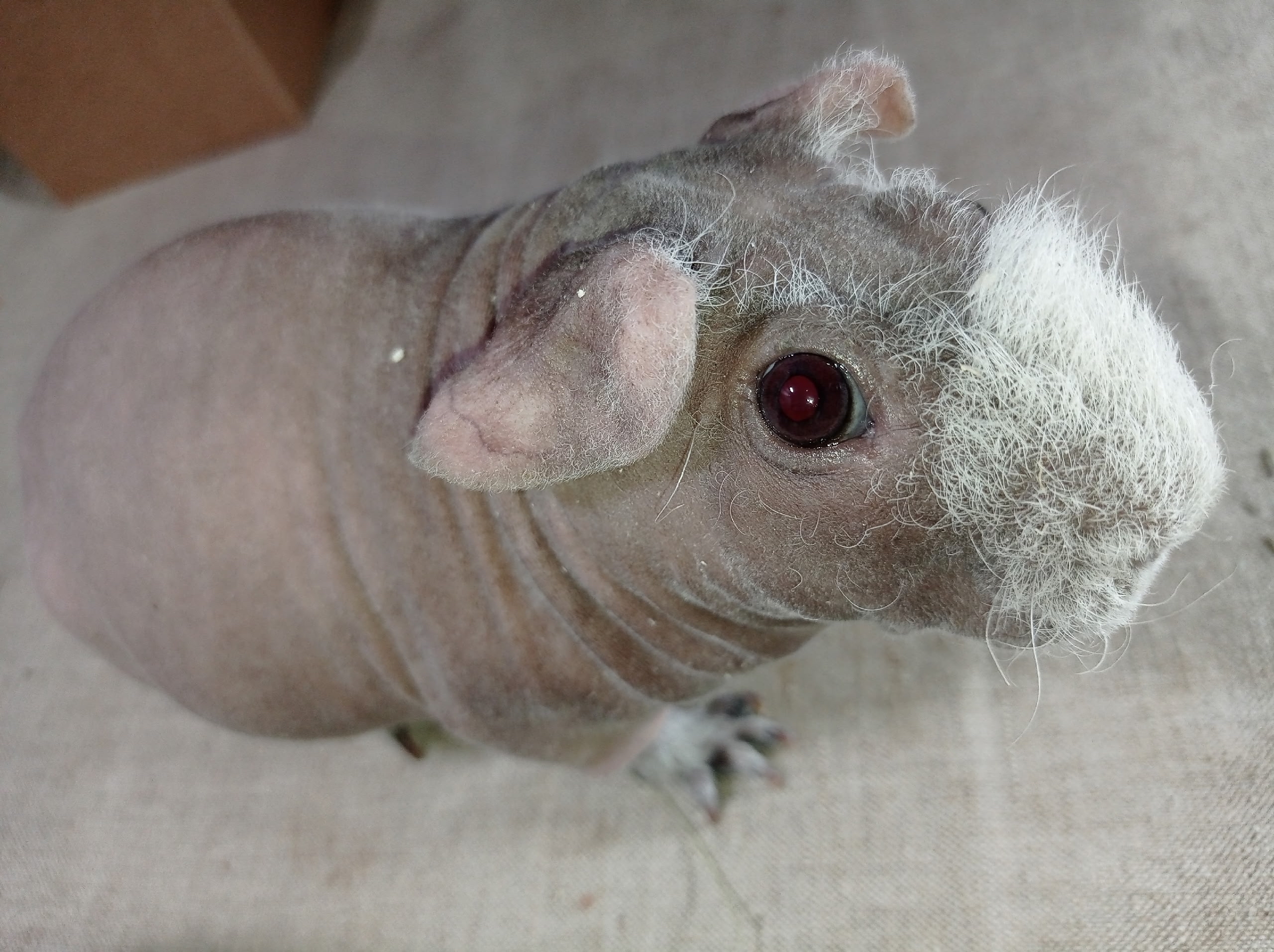 Фотография морской свинки по имени Эклипс