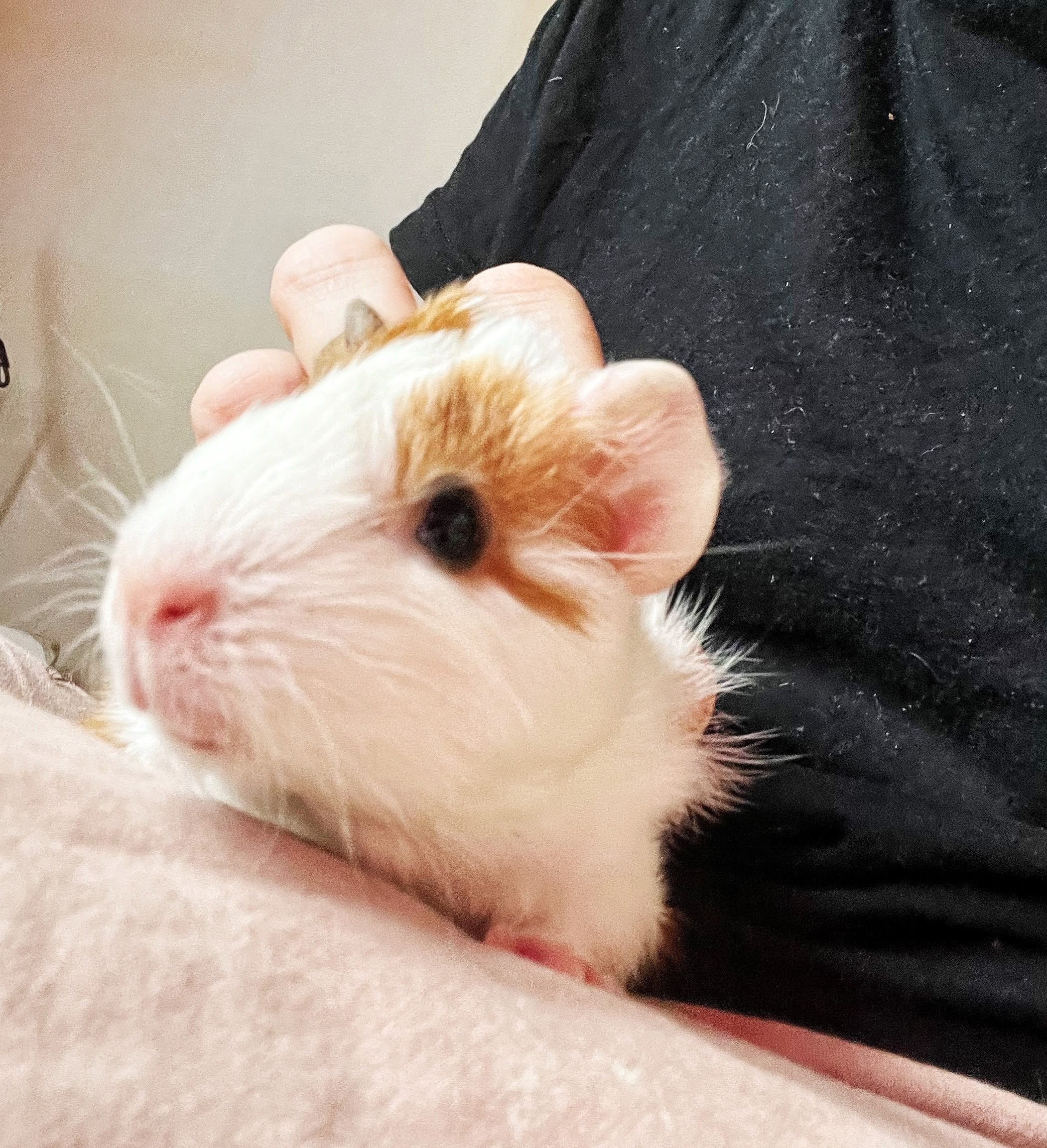 Изображение морской свинки