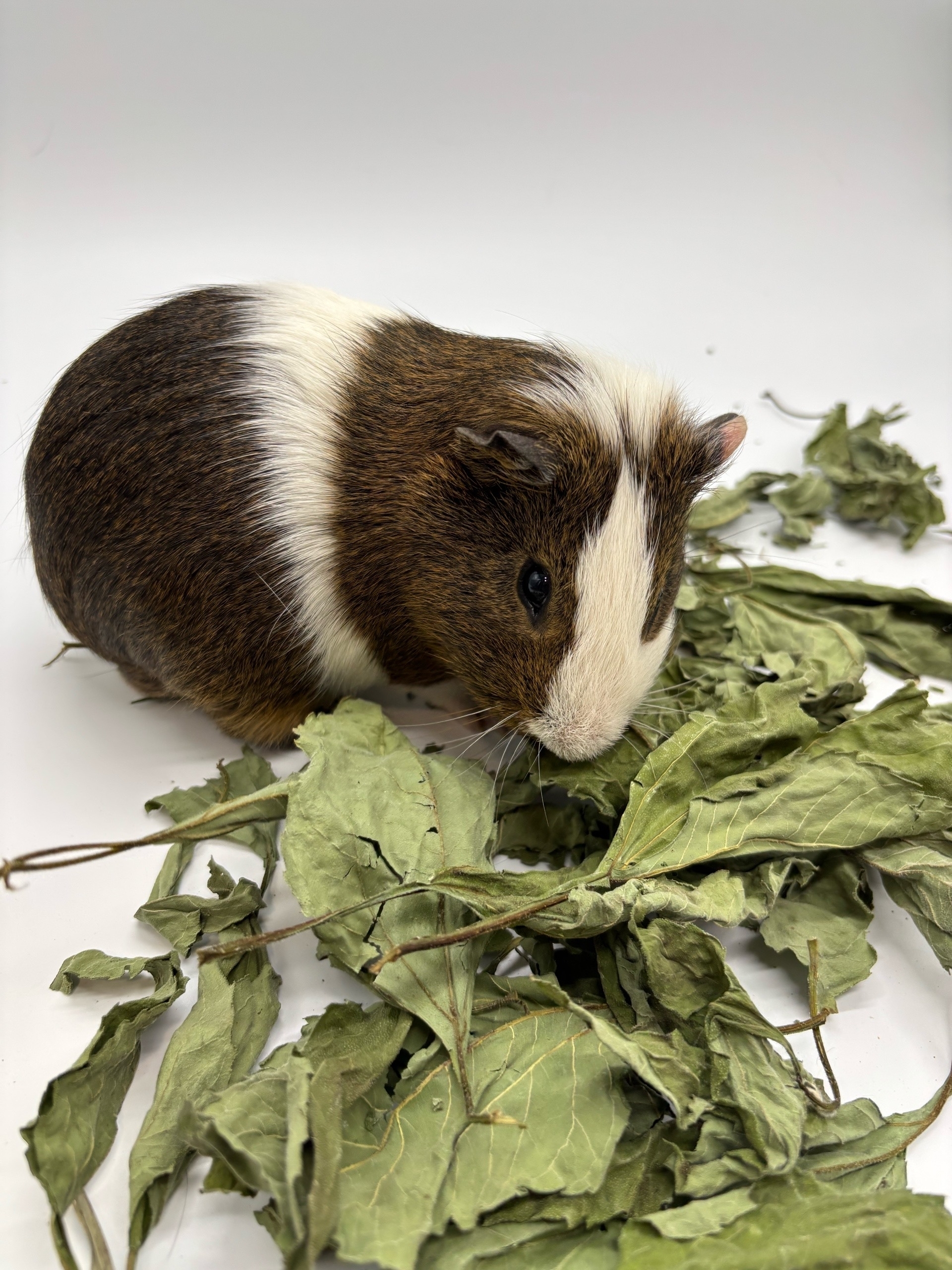 Фотография морской свинки по имени Бабл-ти