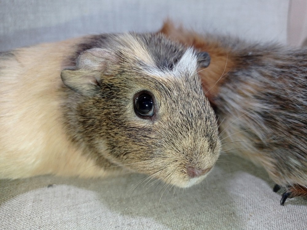 Изображение морской свинки