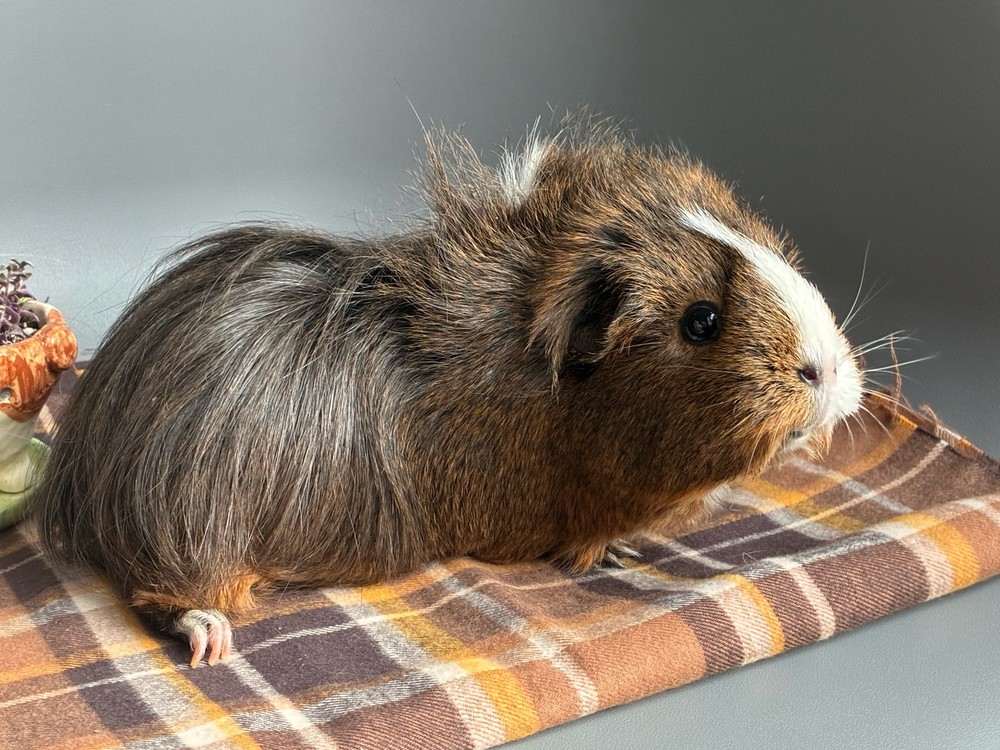 Изображение морской свинки