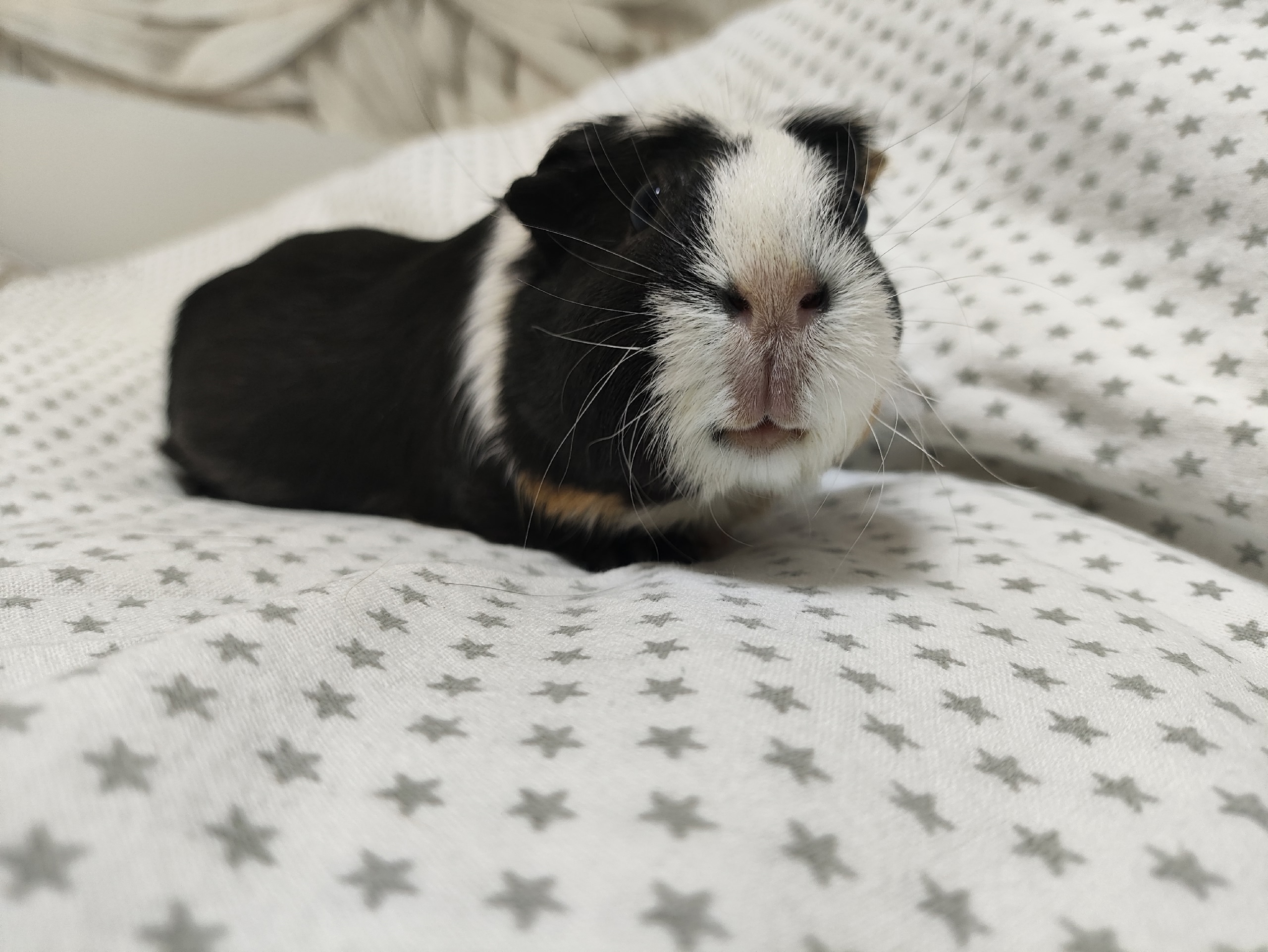 Изображение морской свинки