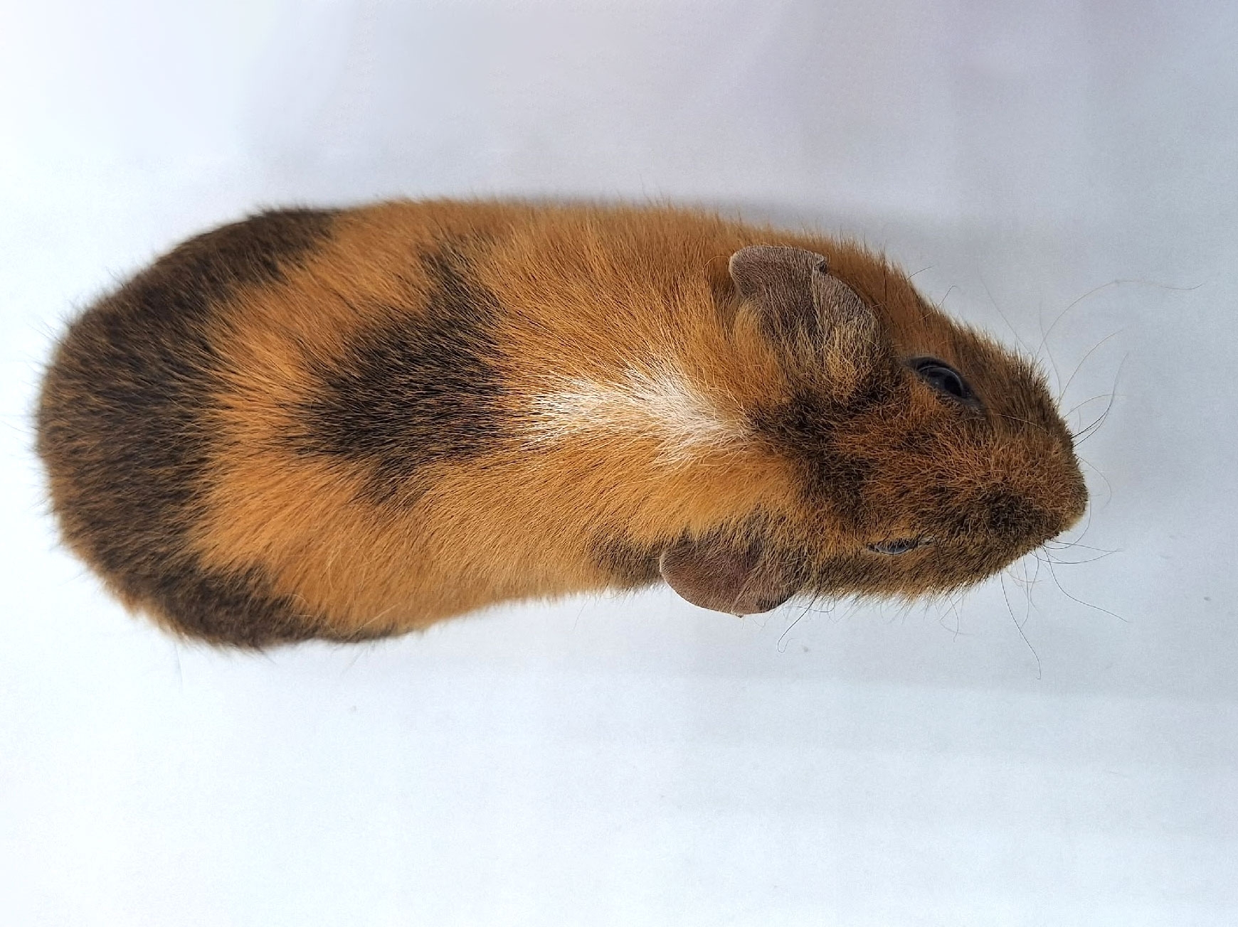 Изображение морской свинки