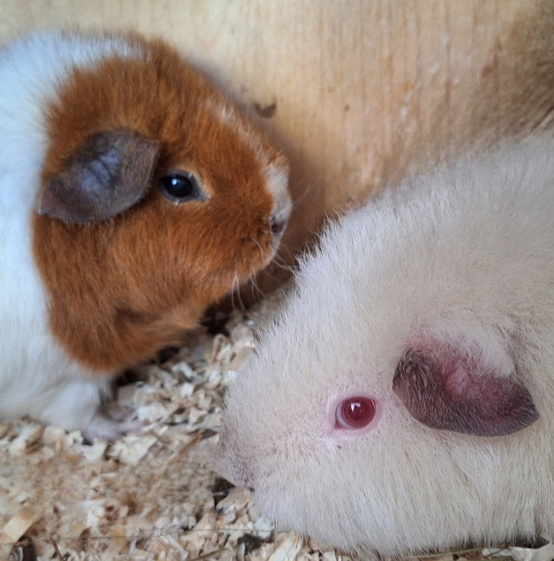 Изображение морской свинки