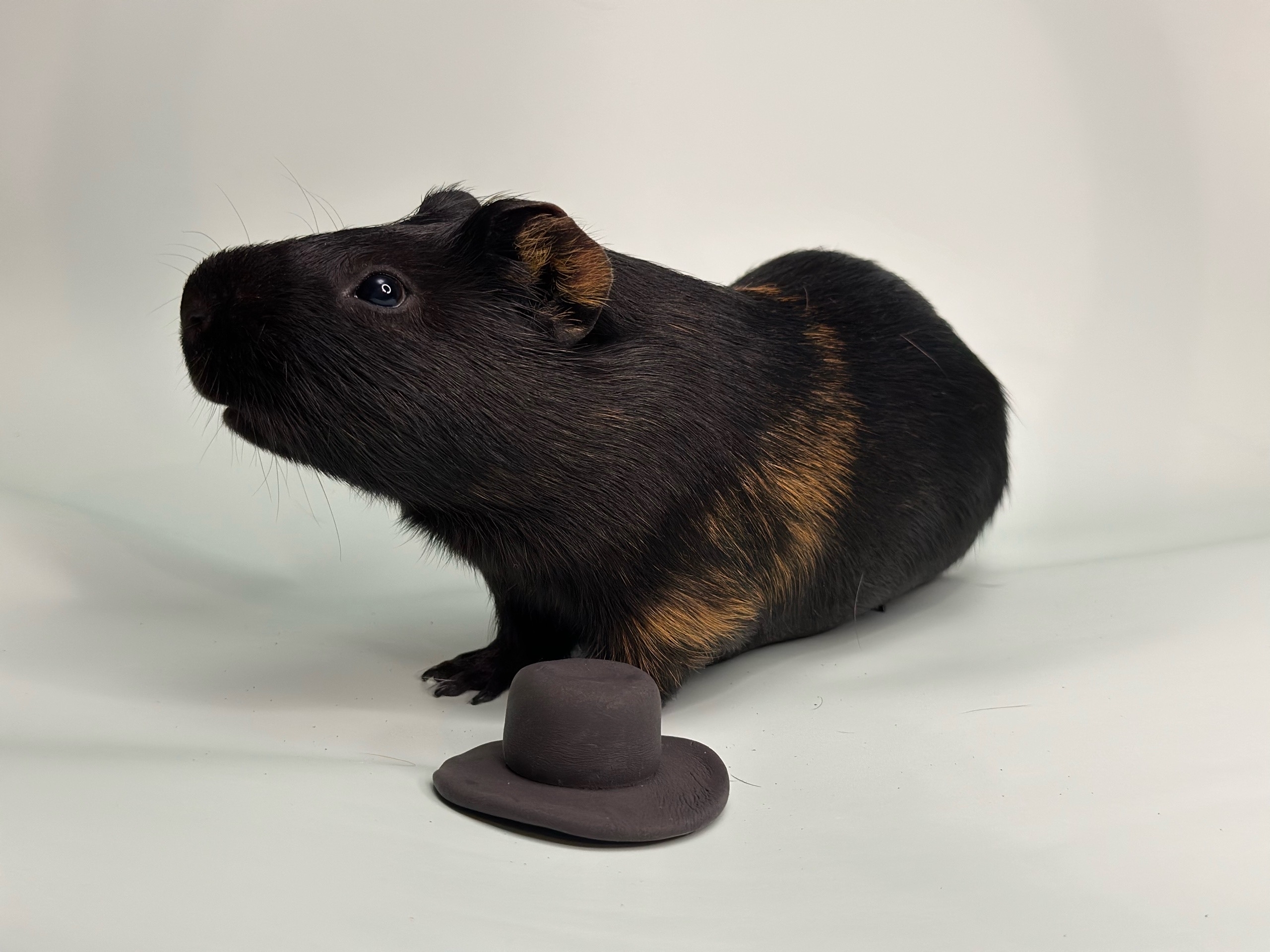 Фотография морской свинки по имени Майл