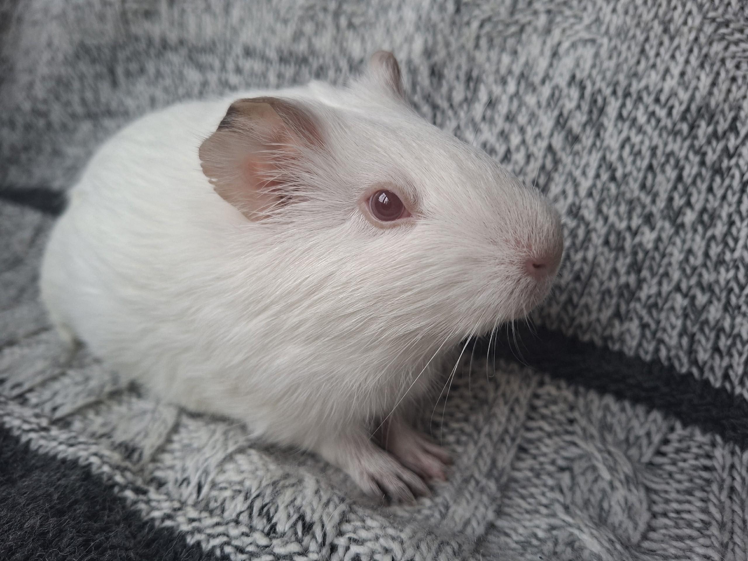 Фон для фотографии свинки по имени Цуня