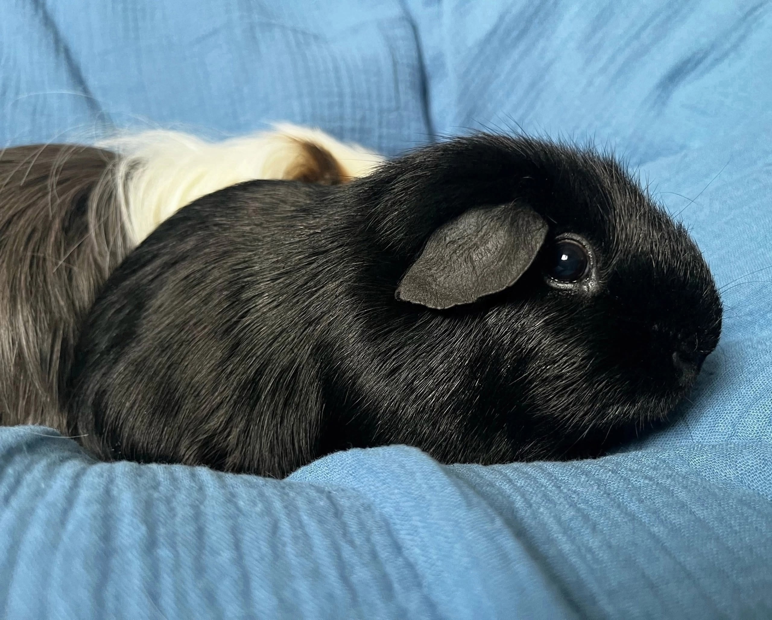 Фотография морской свинки по имени Атос