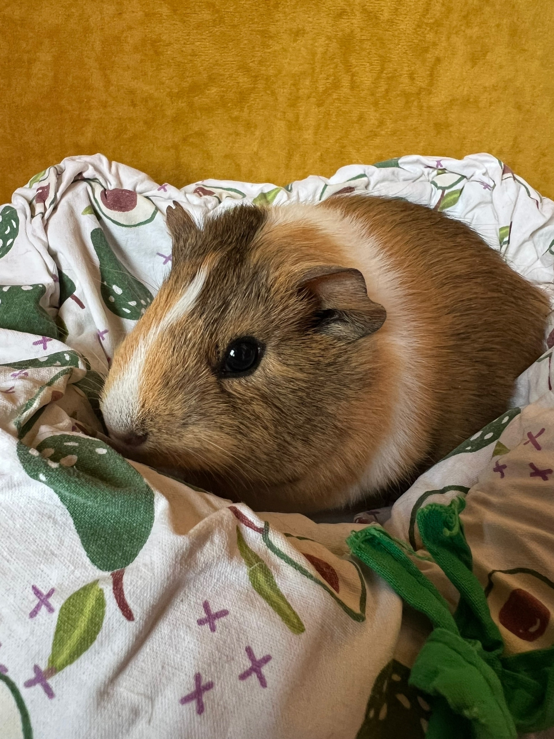 Фон для фотографии свинки по имени Груша