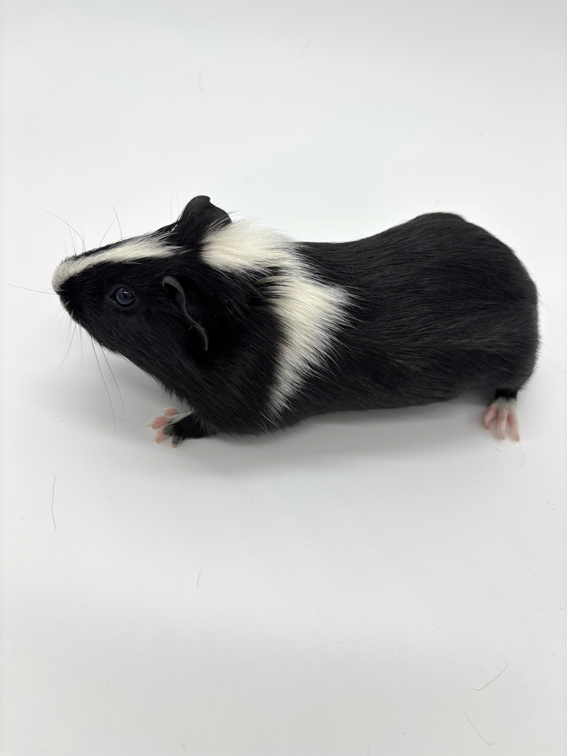 Фотография морской свинки по имени Цитрус