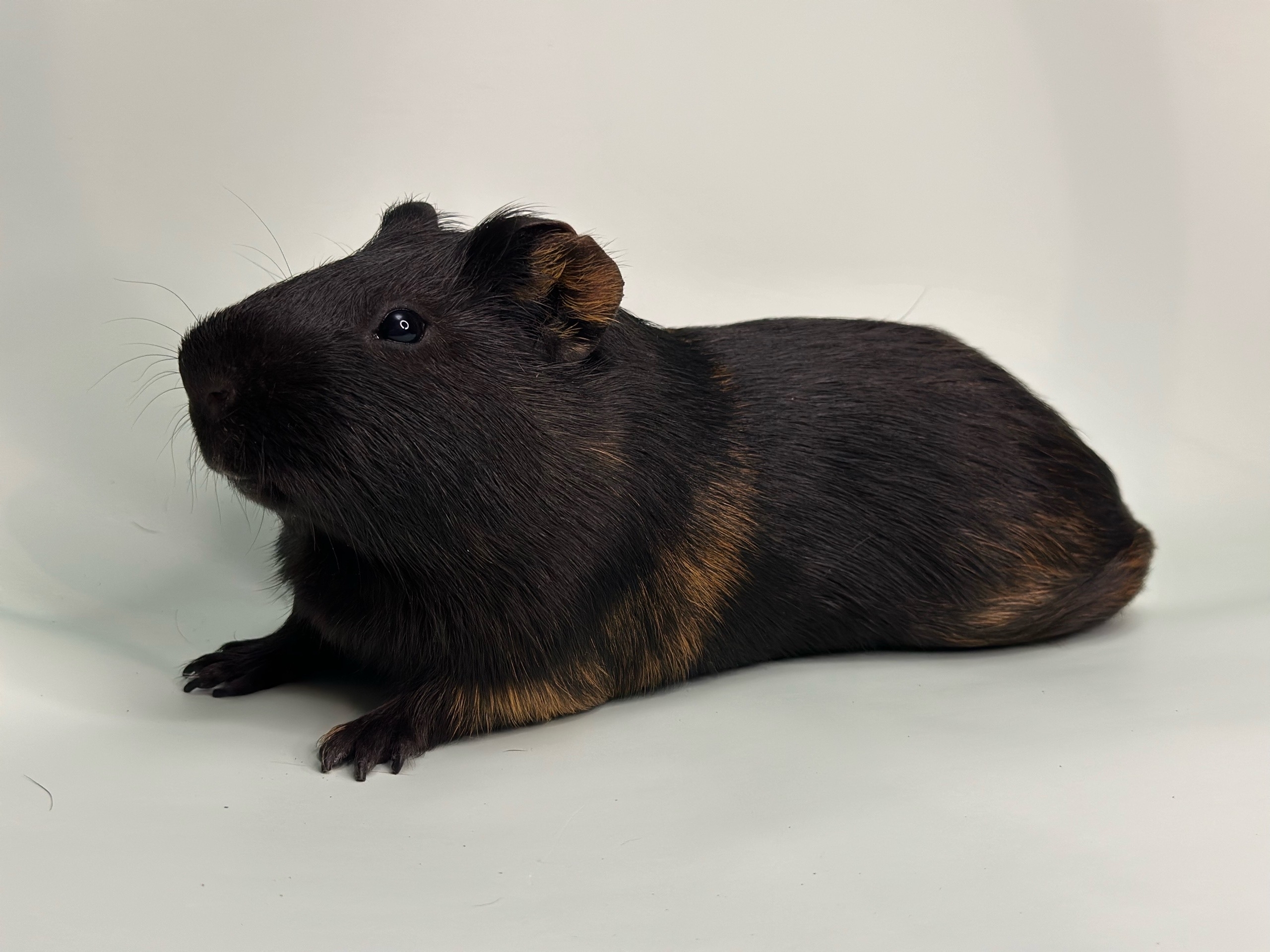 Изображение морской свинки