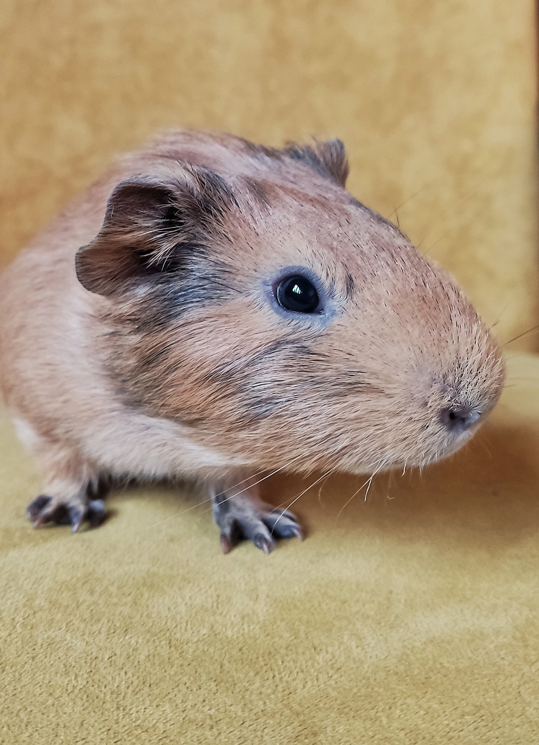 Изображение морской свинки